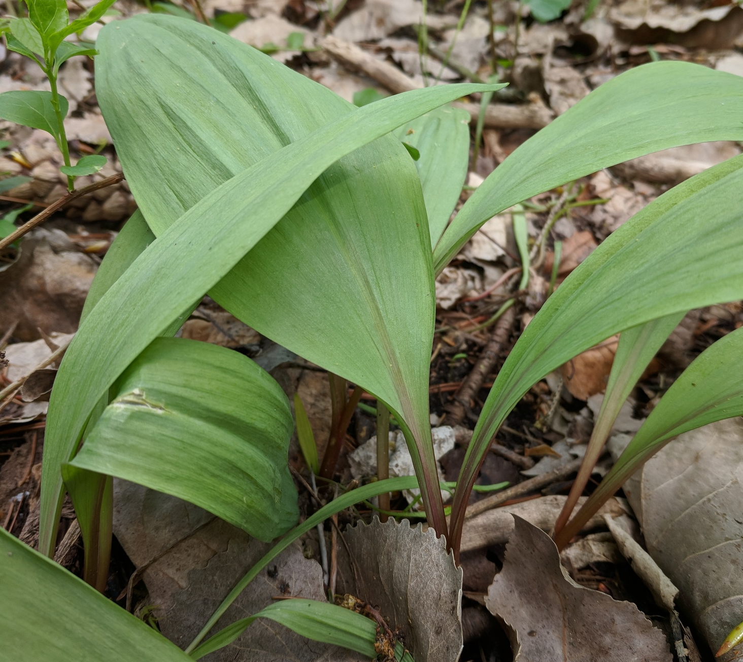 Allium_tricoccum_var._tricoccum.png
