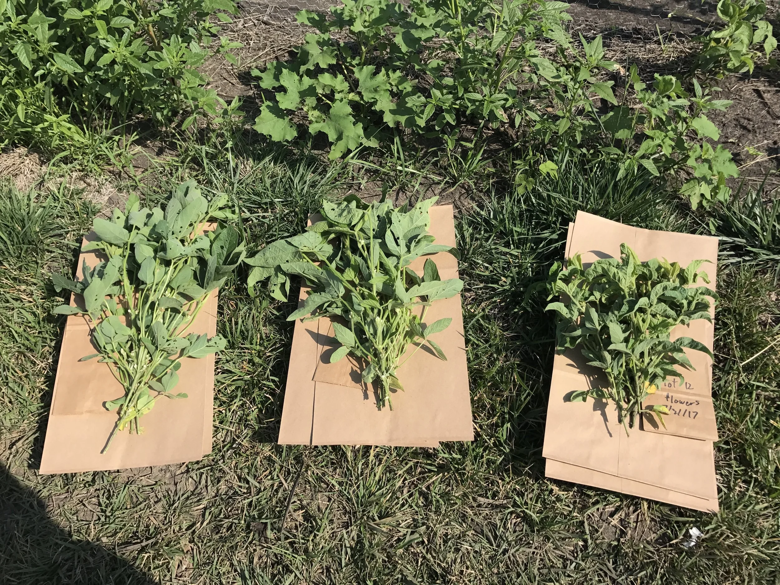 2017 Soybean-light project