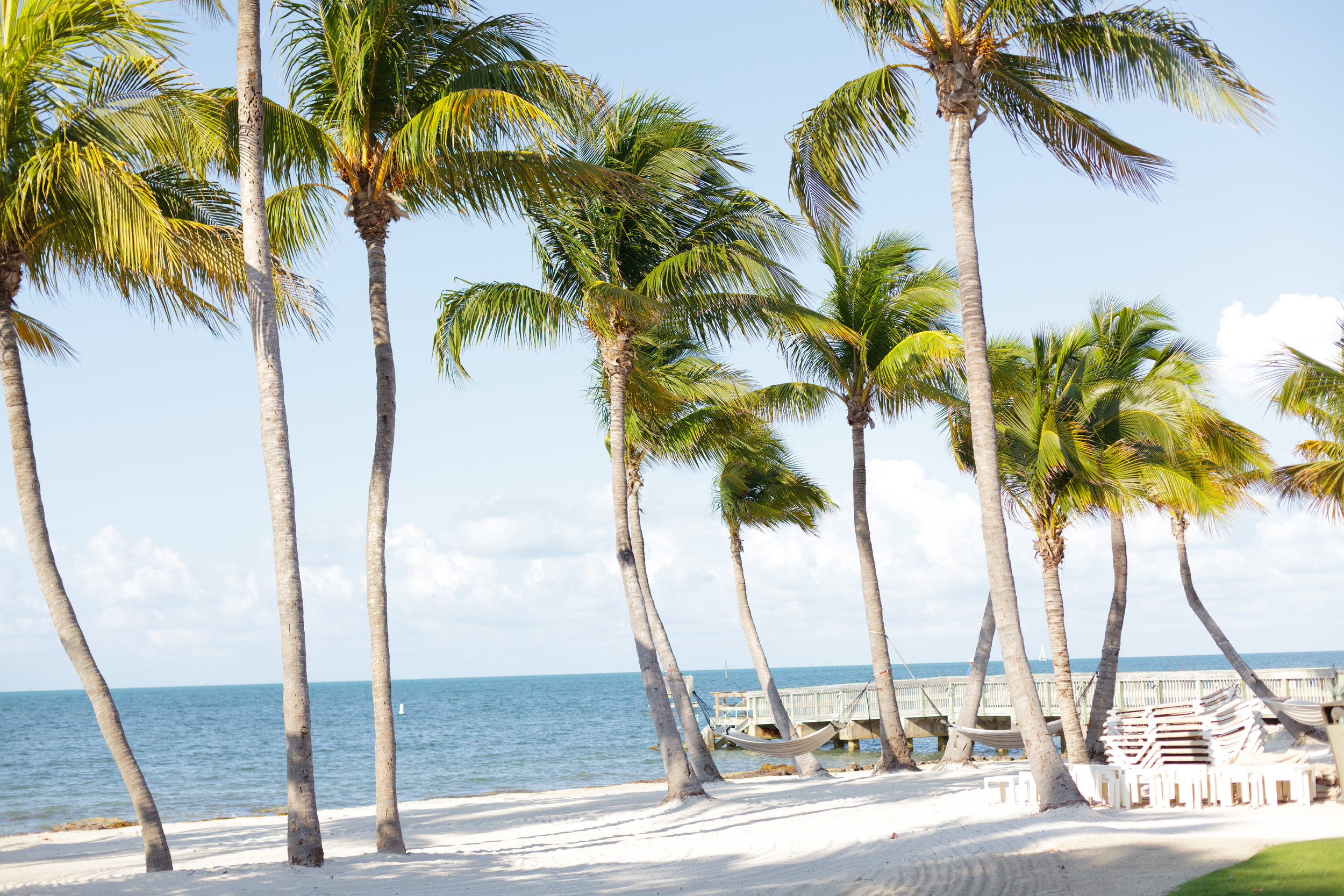 Tall palms swaying in the wind on a Key West beach.