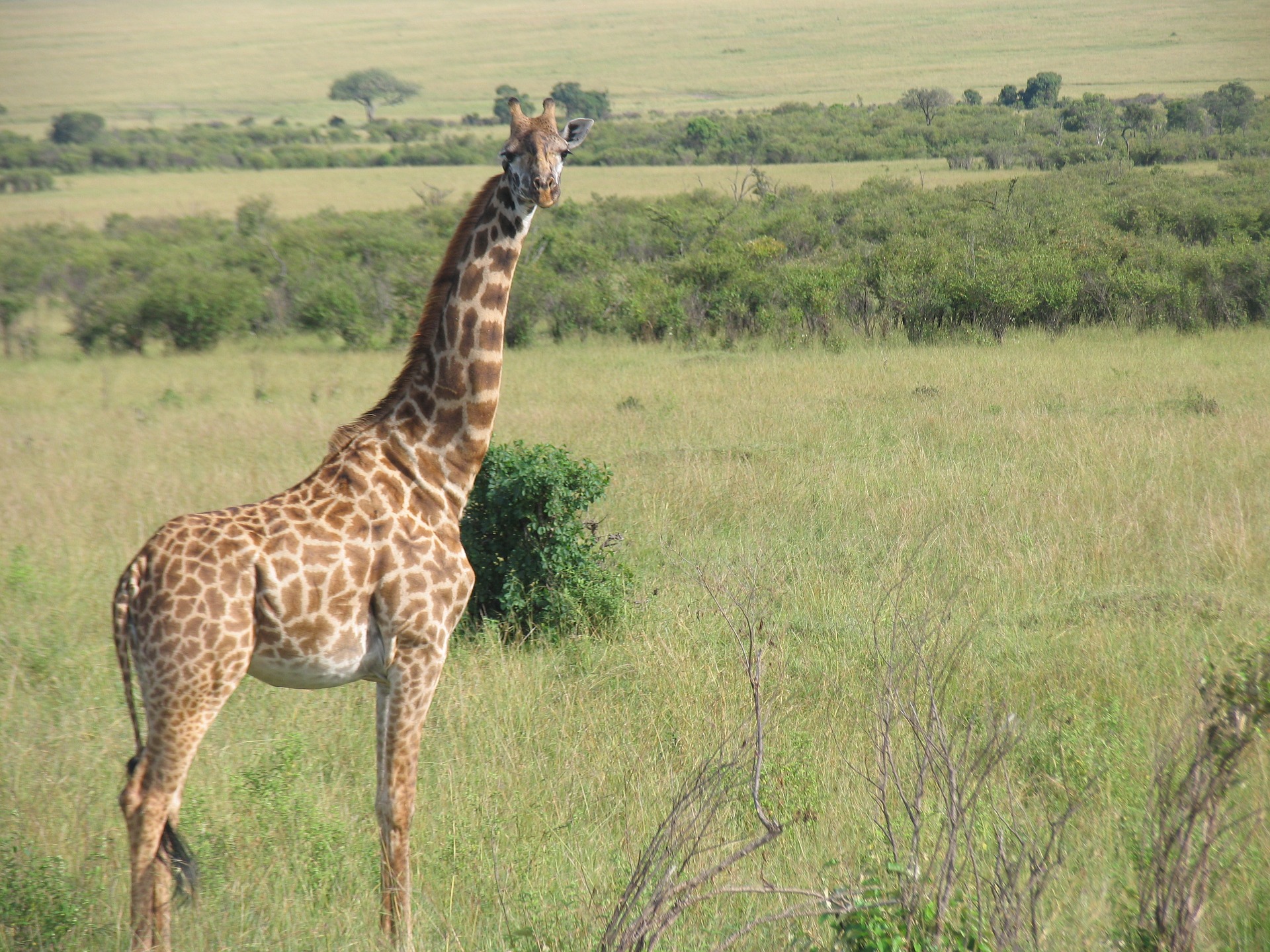A giraffe standing on a plain in Kenya.