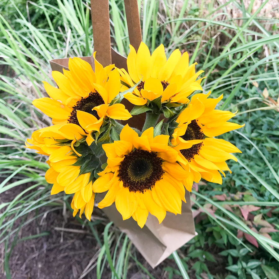 Sunflower-Sq_900x.png