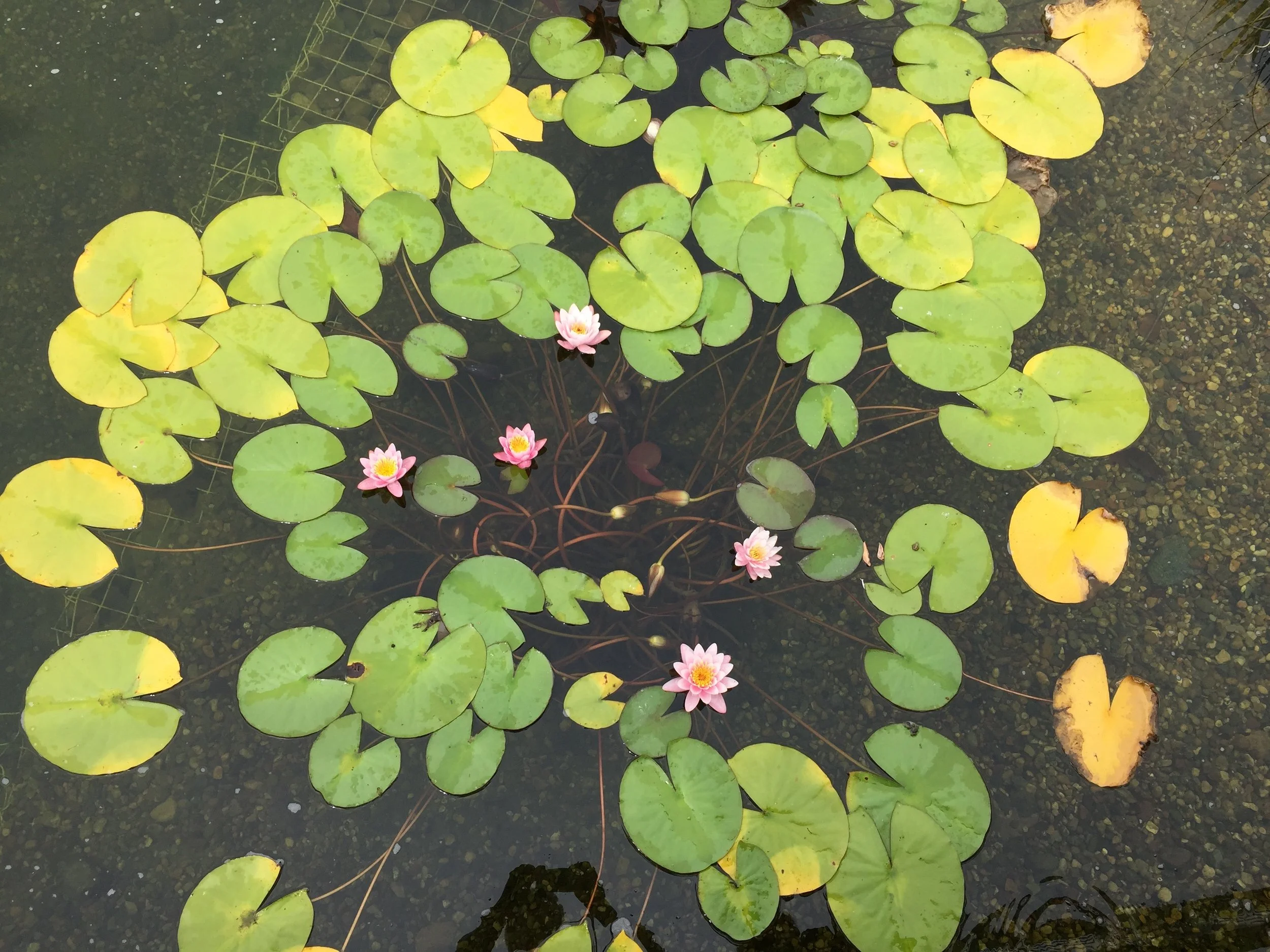 Chicago Botanic Garden