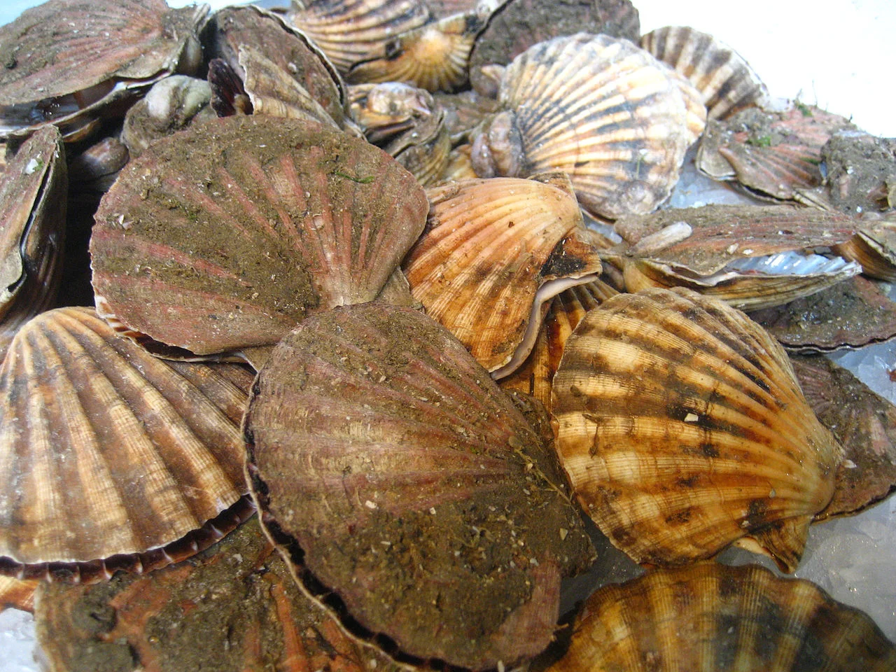1280px-Scallops_(4700702807).jpg