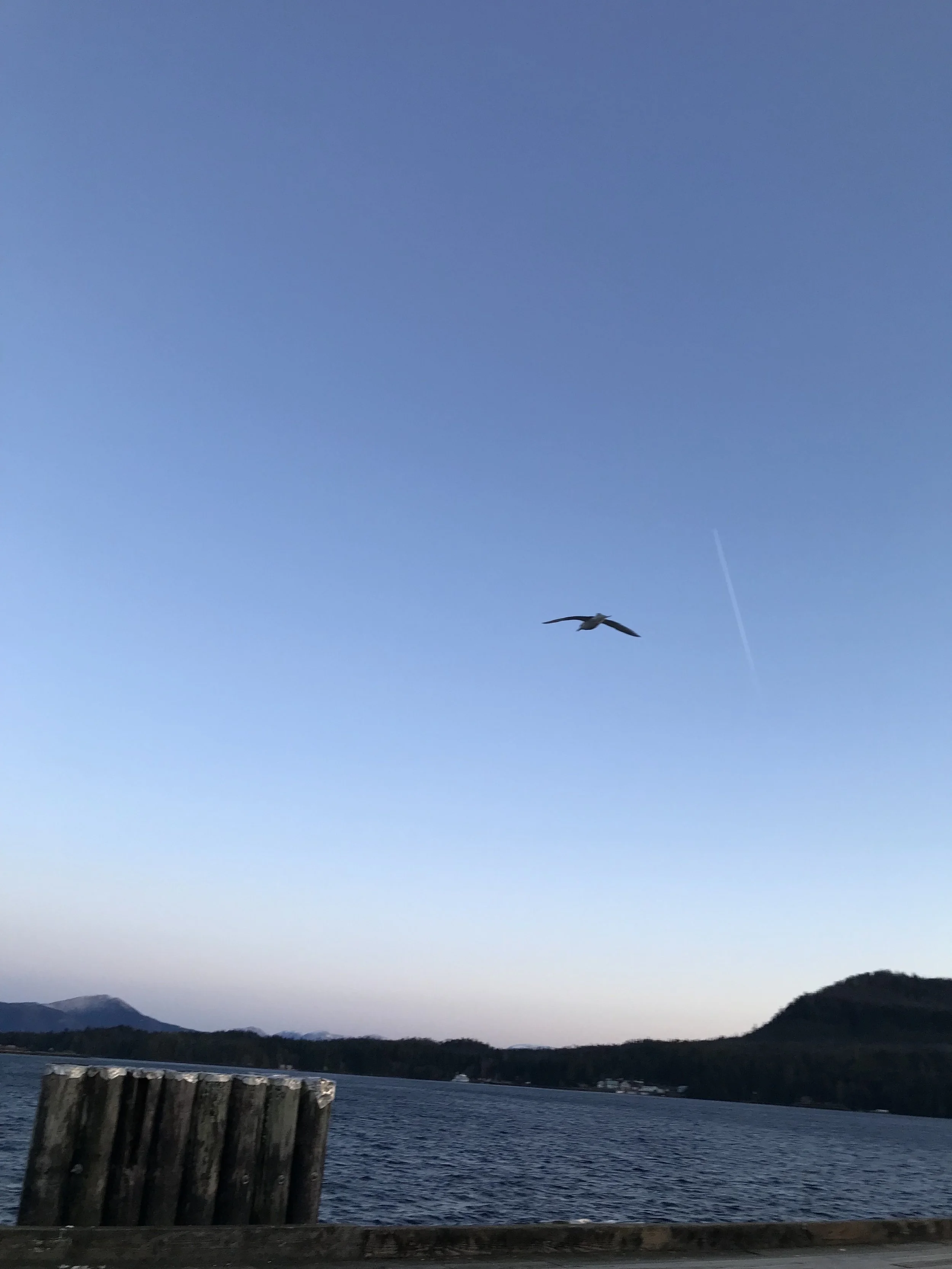 IMG_3826.jpeg