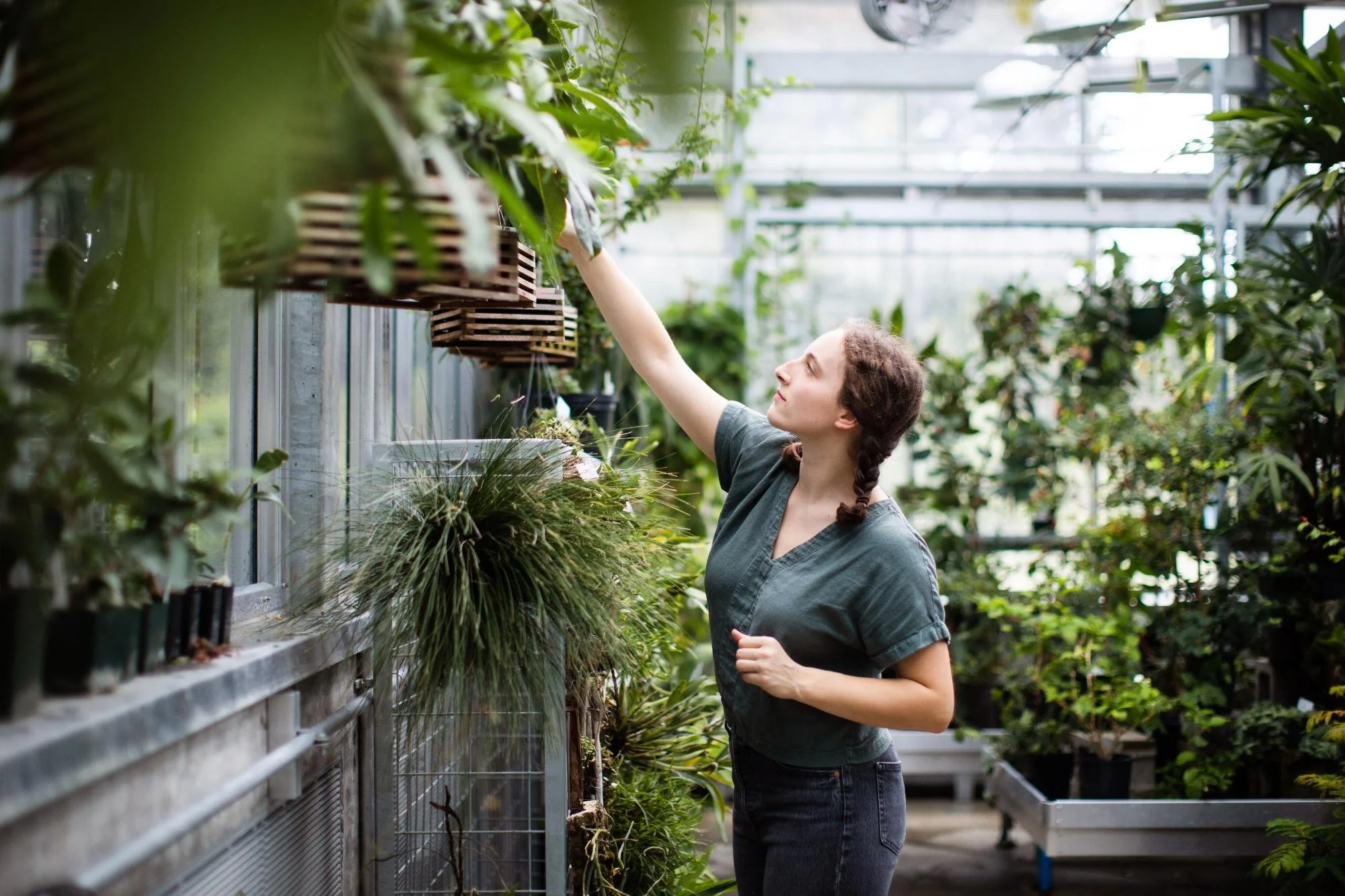 A woman tending to plants inside a greenhouse, reaching up to care for hanging plants. She has brown hair styled in a braid and is wearing a short-sleeved shirt and jeans.