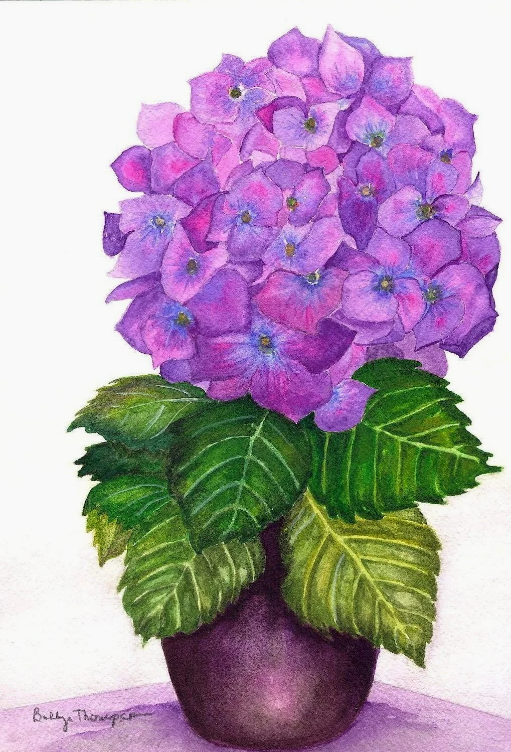 Hydrangea WaterColor
