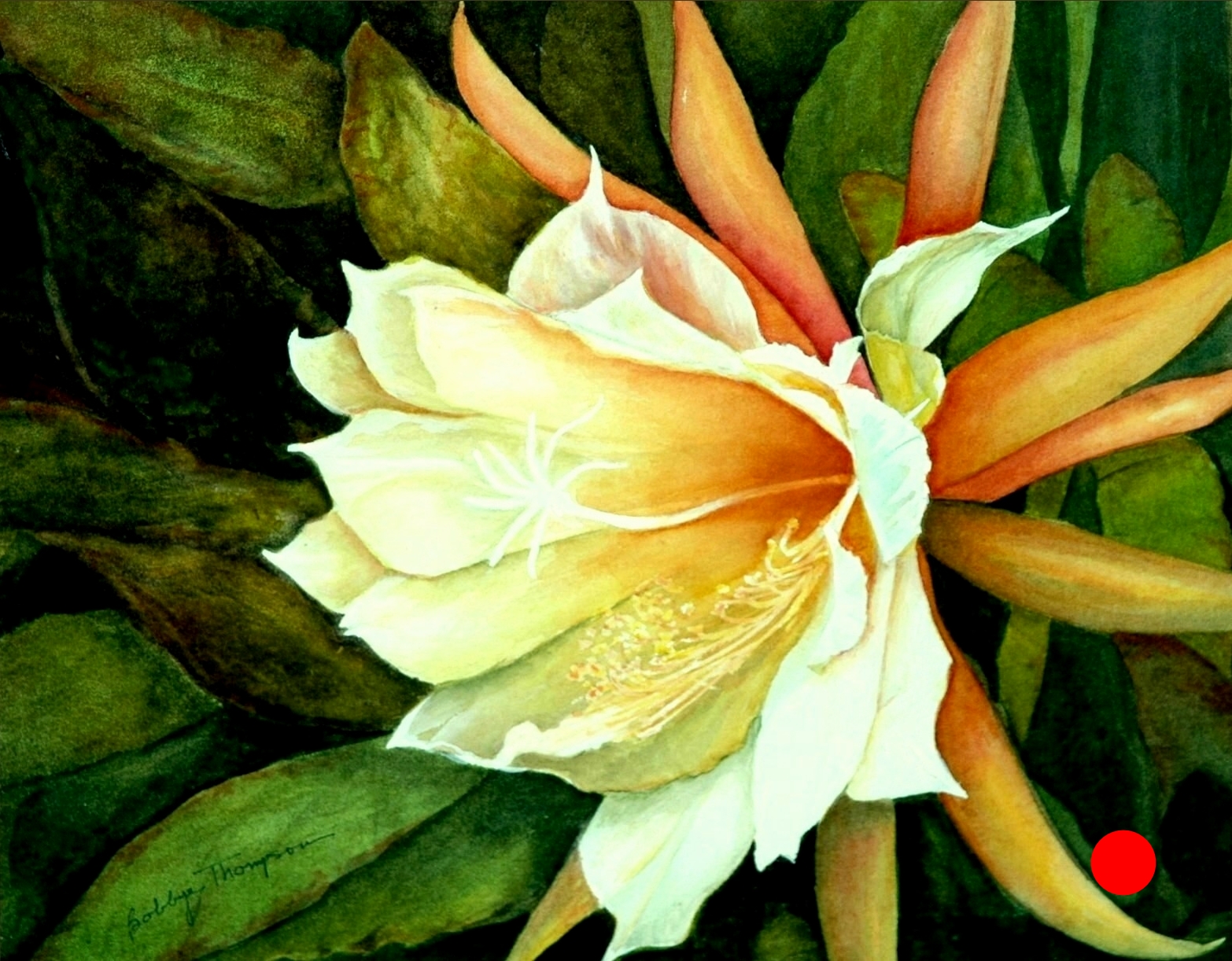 Frank's Epiphyllum