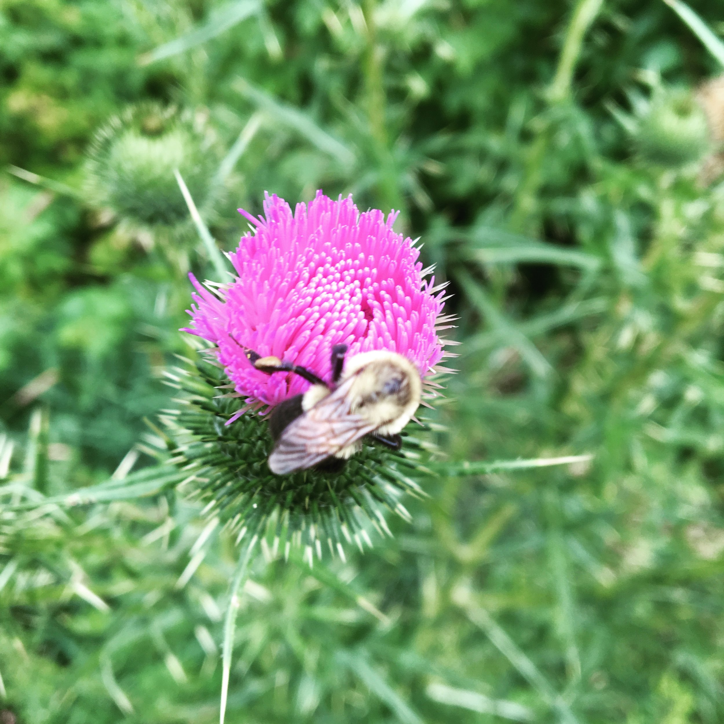 thistle.jpg