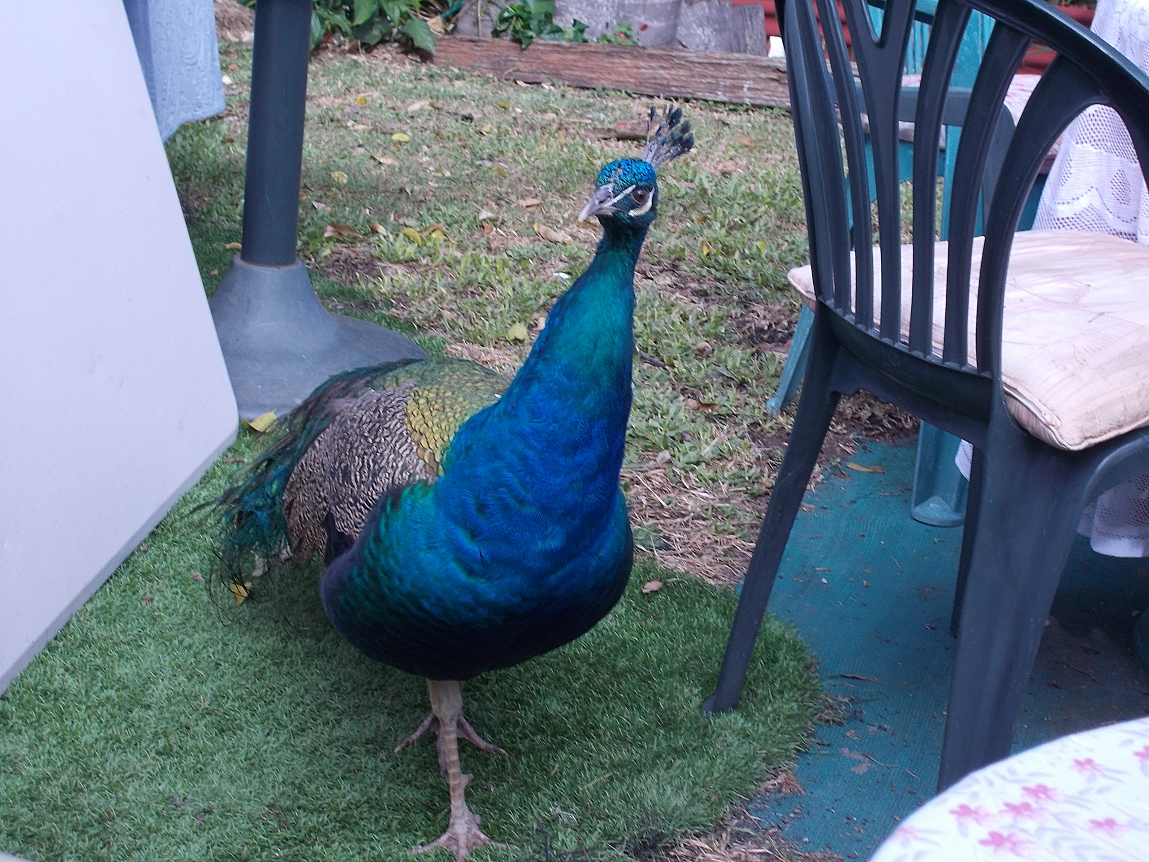 Friendly wild Peacock hanging around the tables at Morning tea.
