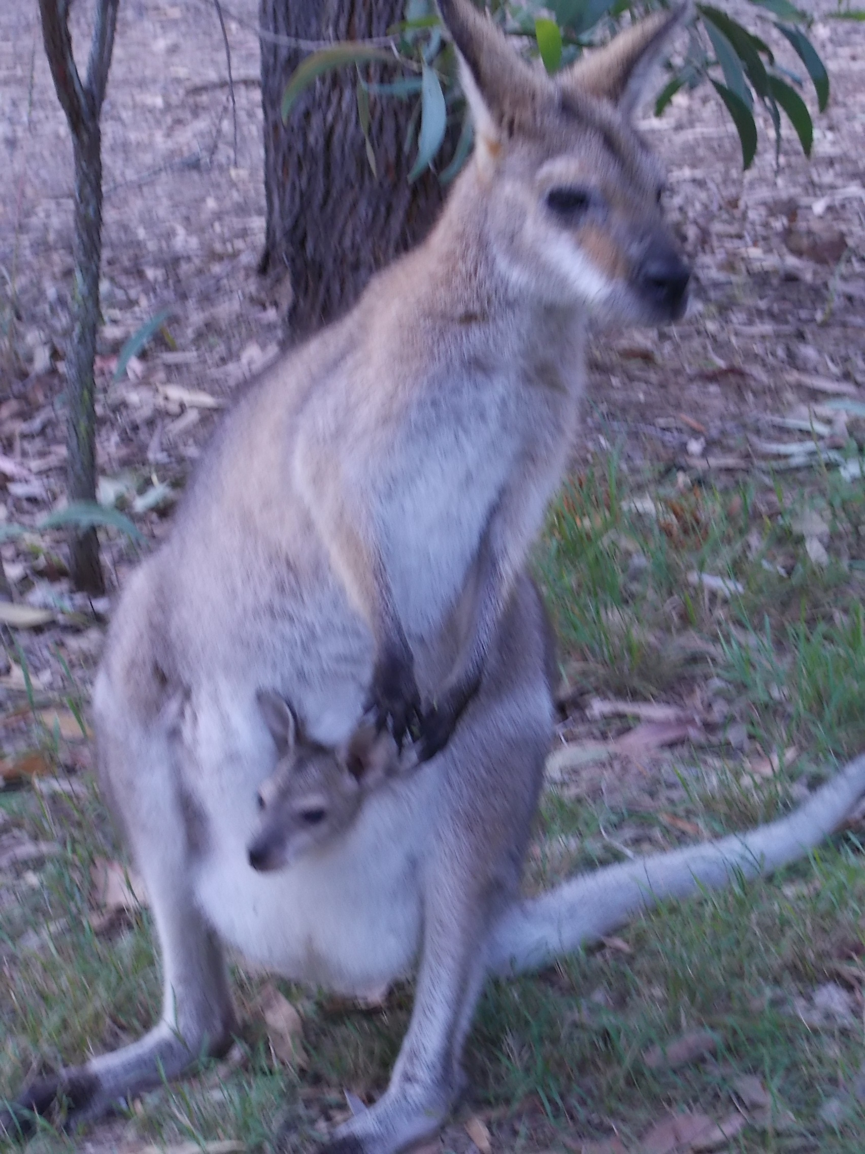 Wallaby and Joey in its pouch