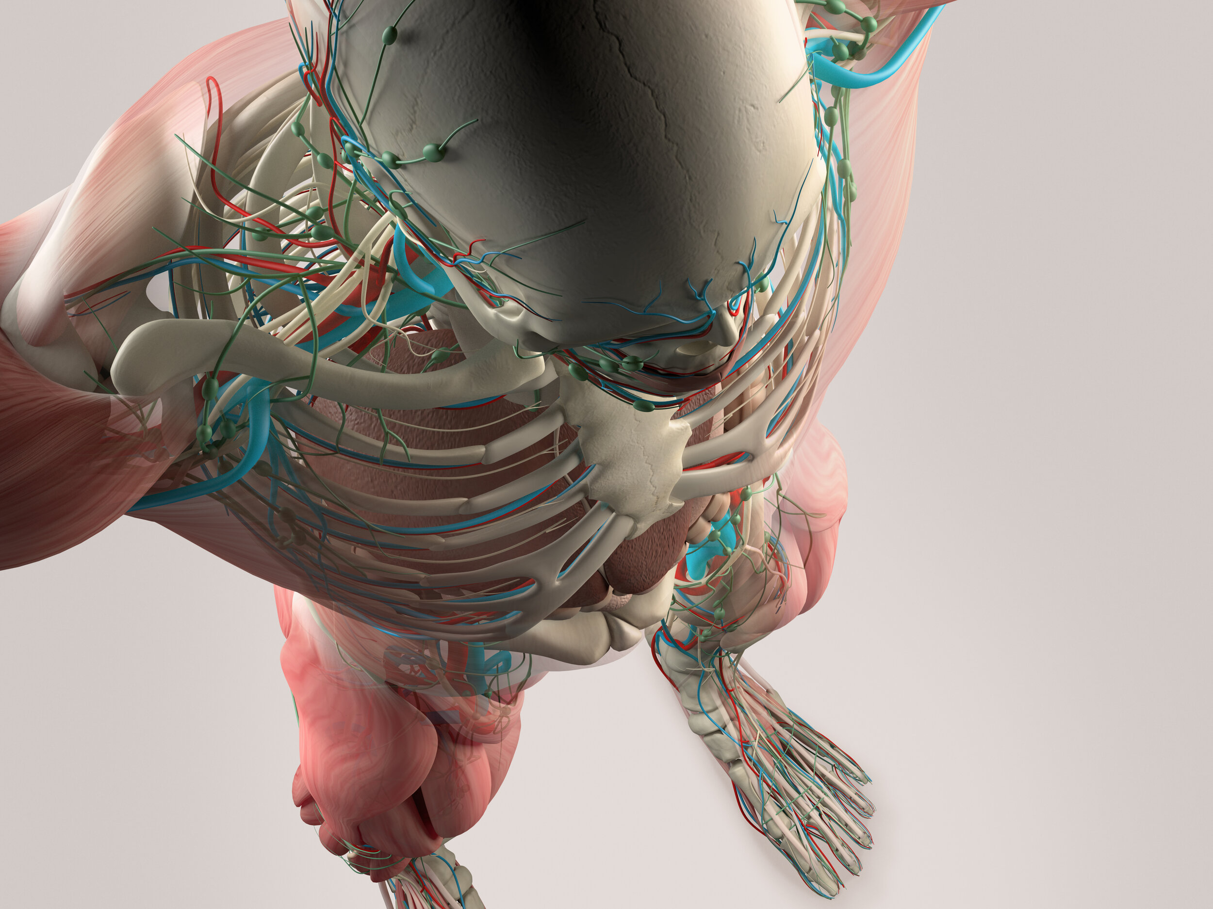 03Dynamic Human Model Muscle Skeleton.jpg