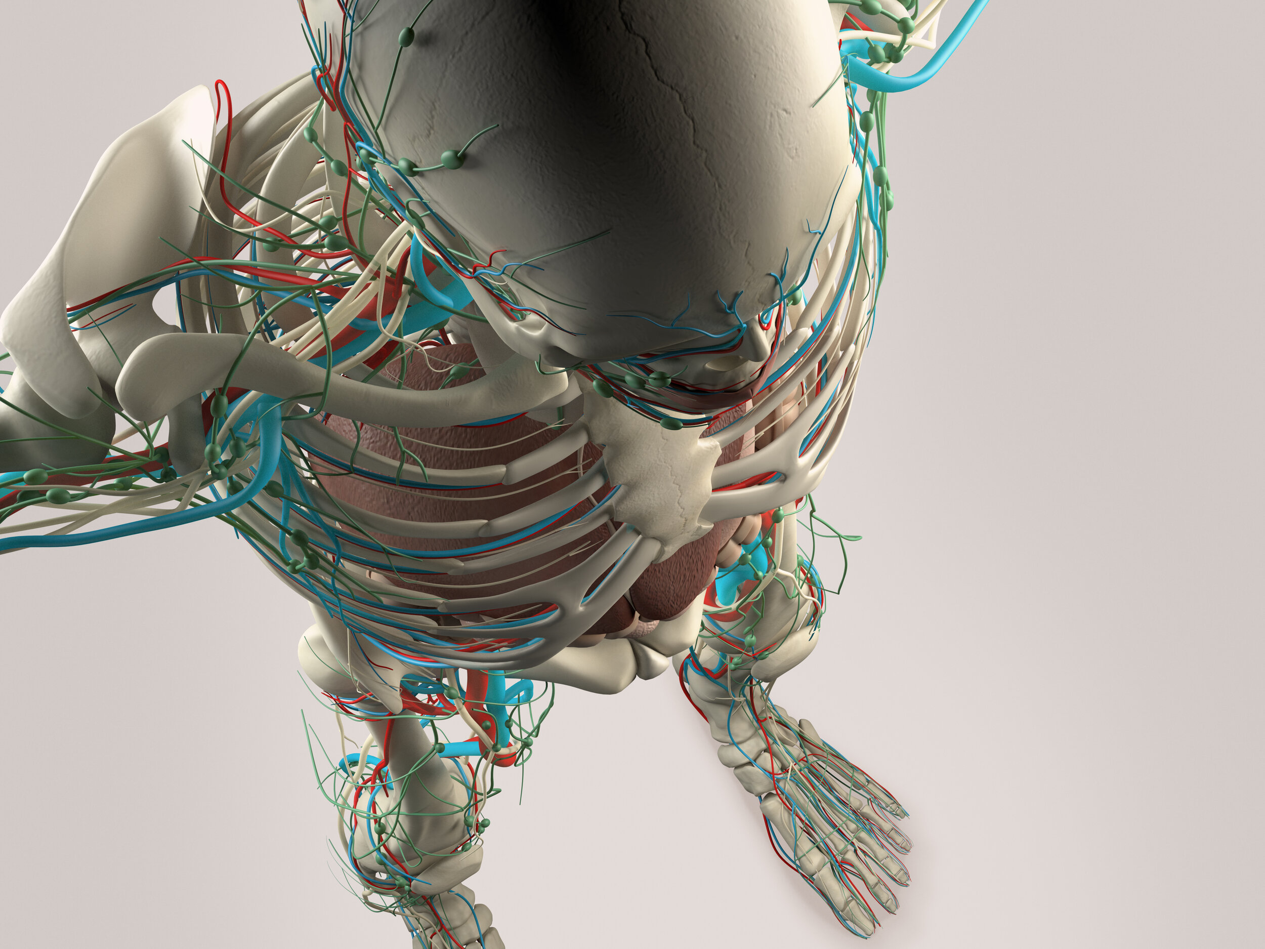 05Dynamic Human Model Skeleton.jpg