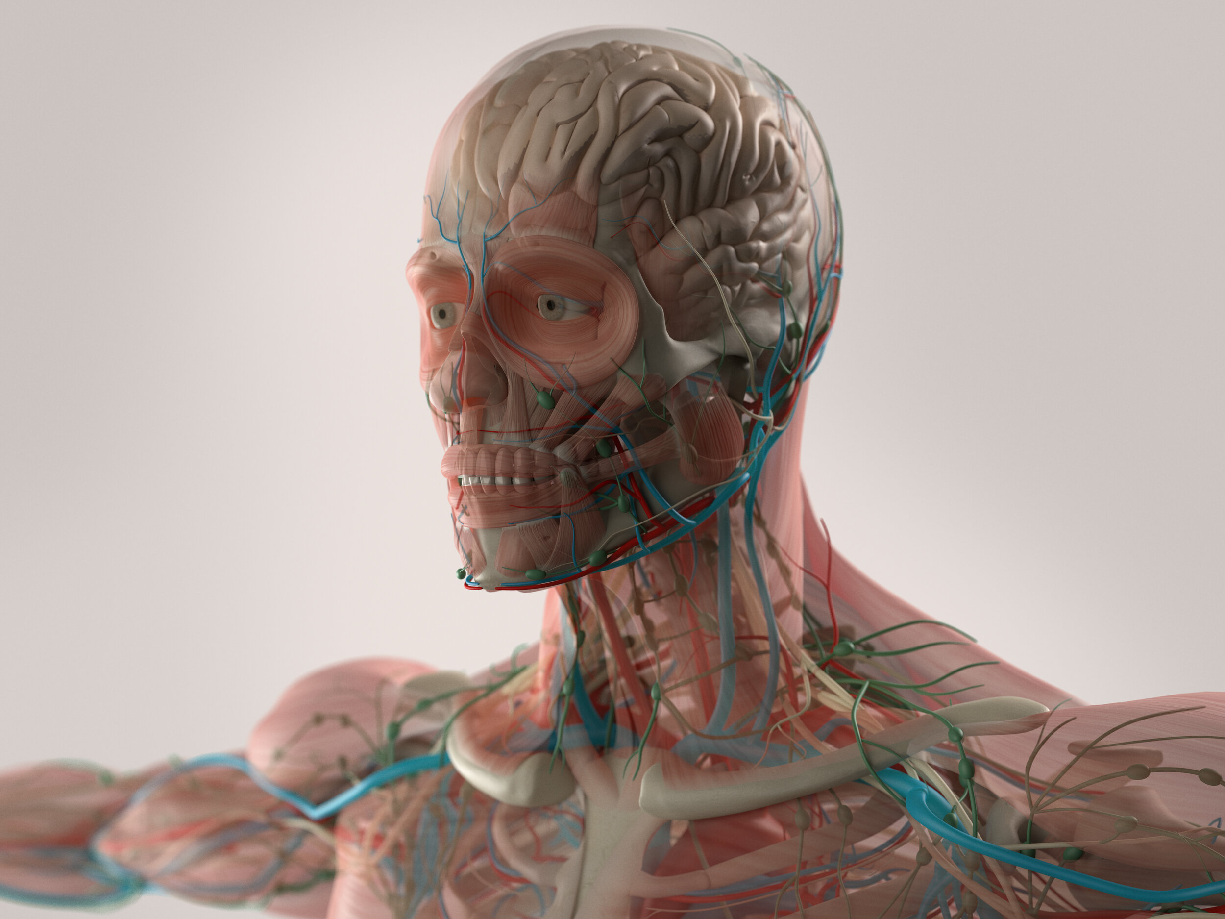 08 Human Anatomy Face Skin.jpg