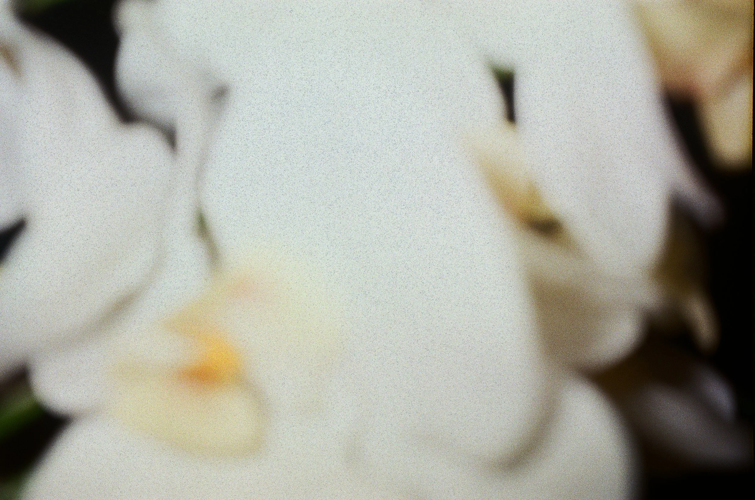 000032300031 copy.jpg