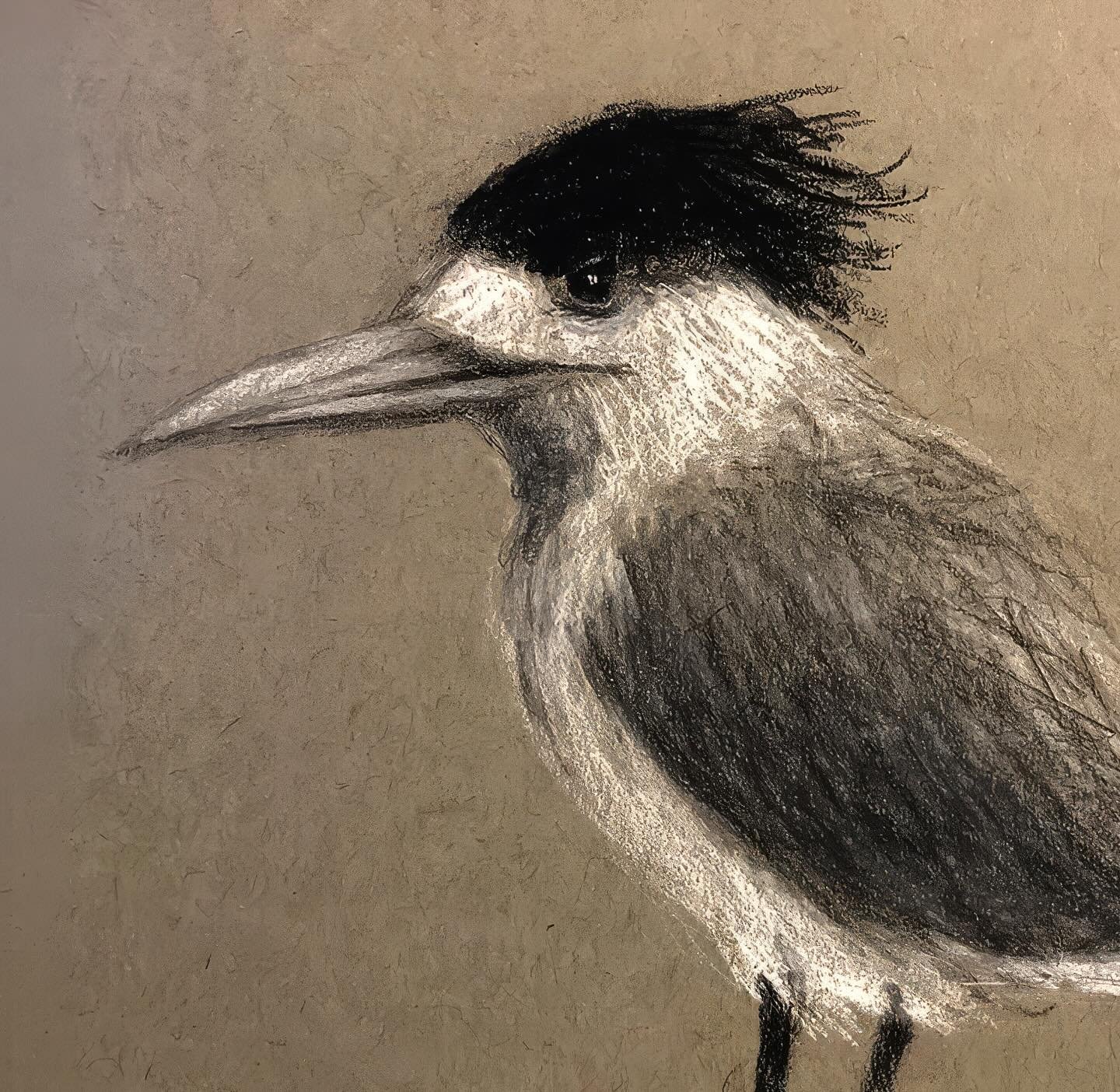Charcoal on Strathmore toned paper. 
Study of Crested Tern. 

#tern #birddrawingsofinstagram #charcoalonpaper #leithomalley #feathers_of_australia