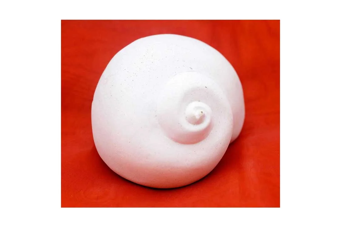 shell1.jpg