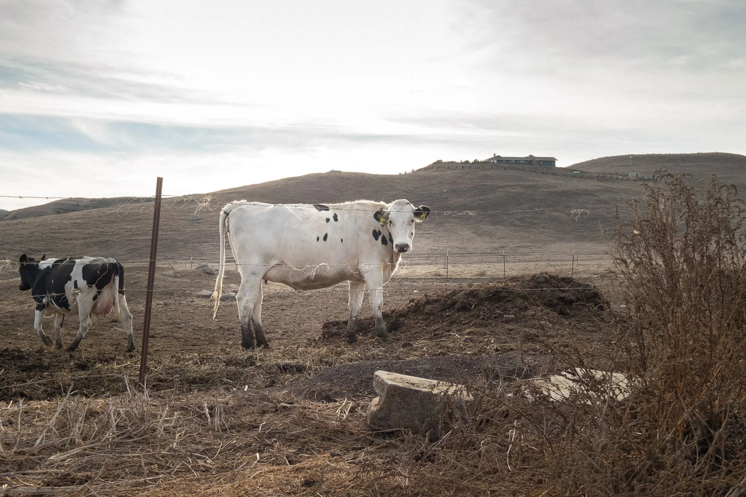 Nicasio Valley, California
