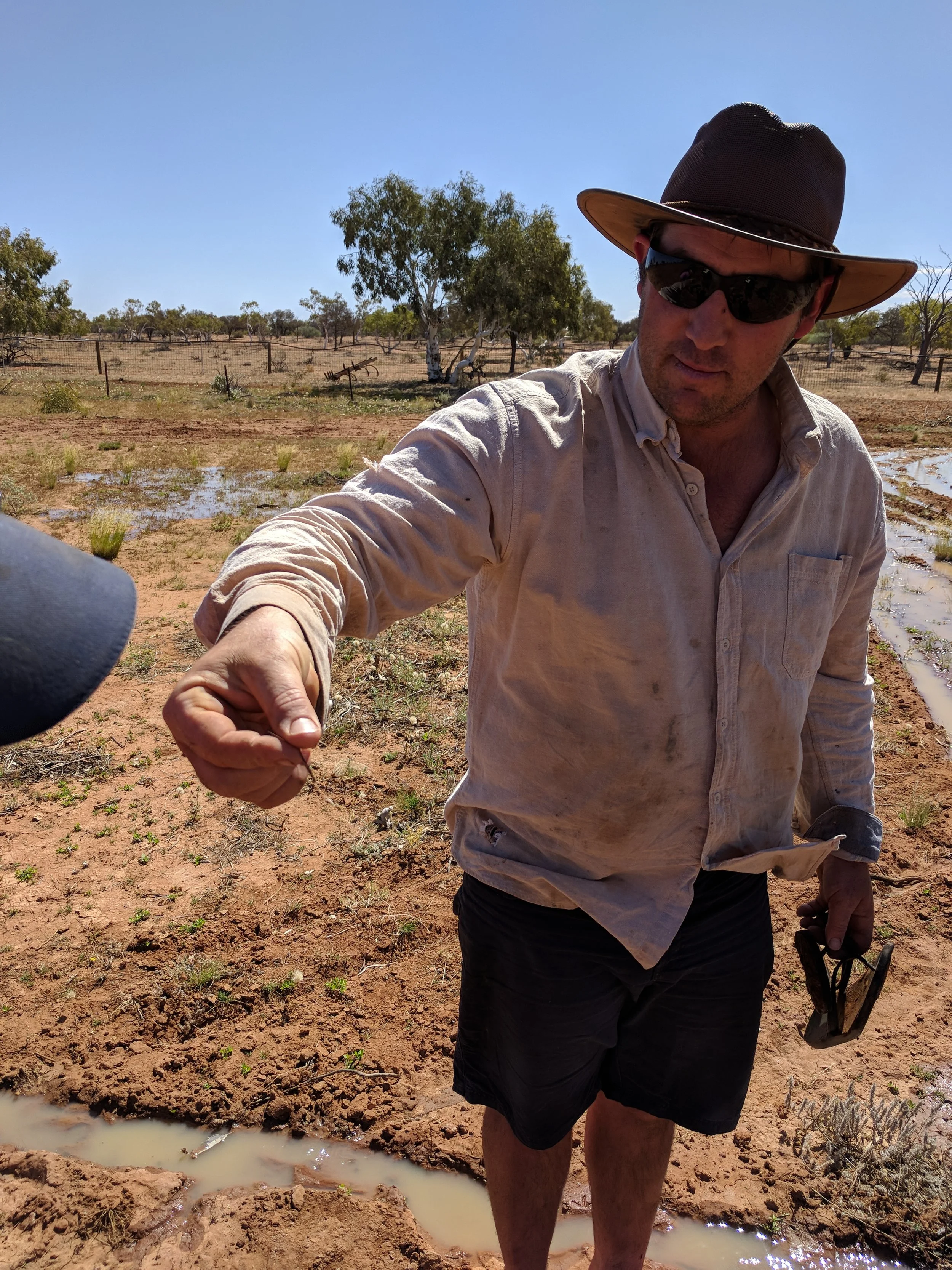 David inside the irrigated seed nursery, directly after screaming in what could be described as childish delight at finding a native perrenial "Ribbon Grass" seedling. The first one on the property....