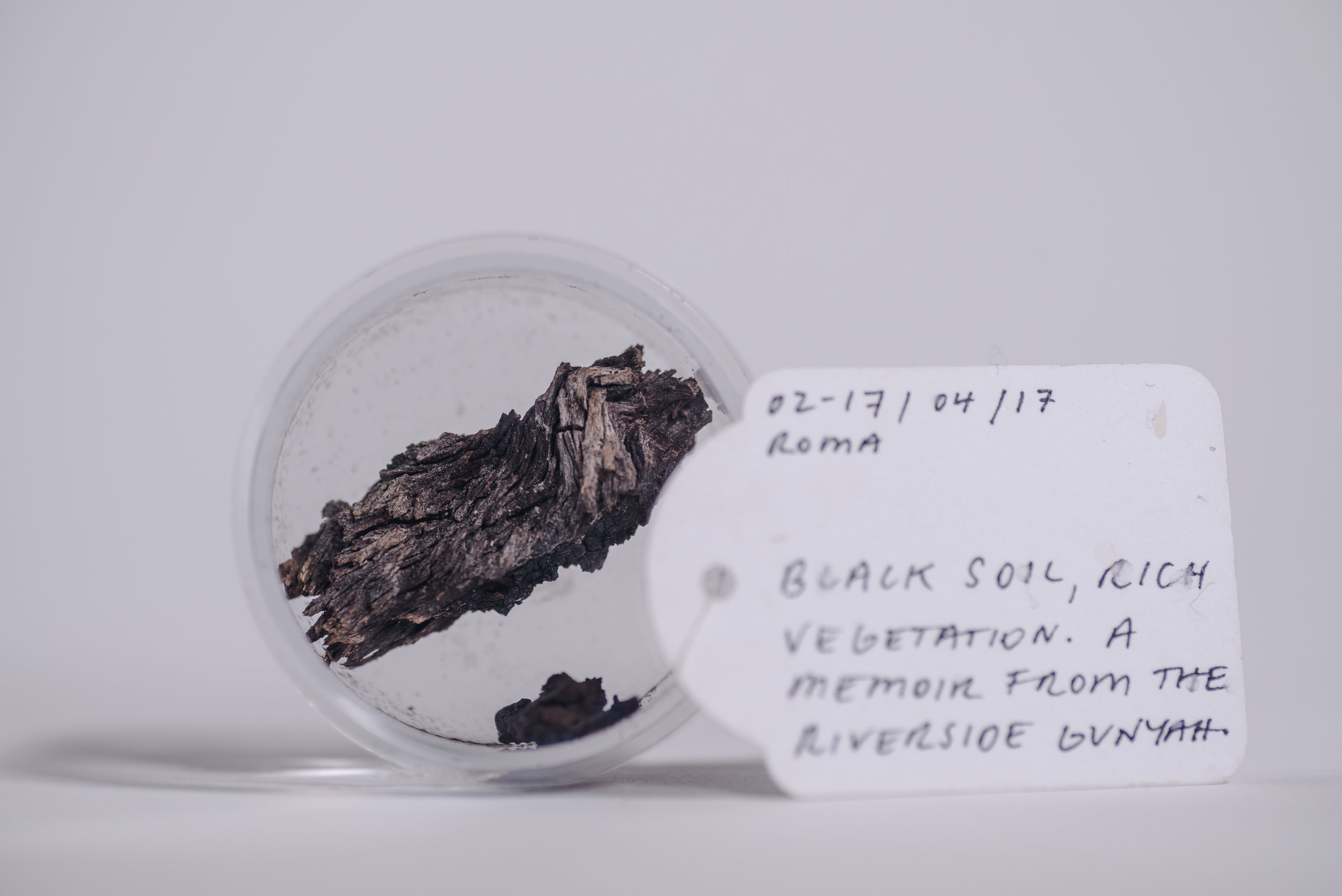 Box Gum bark