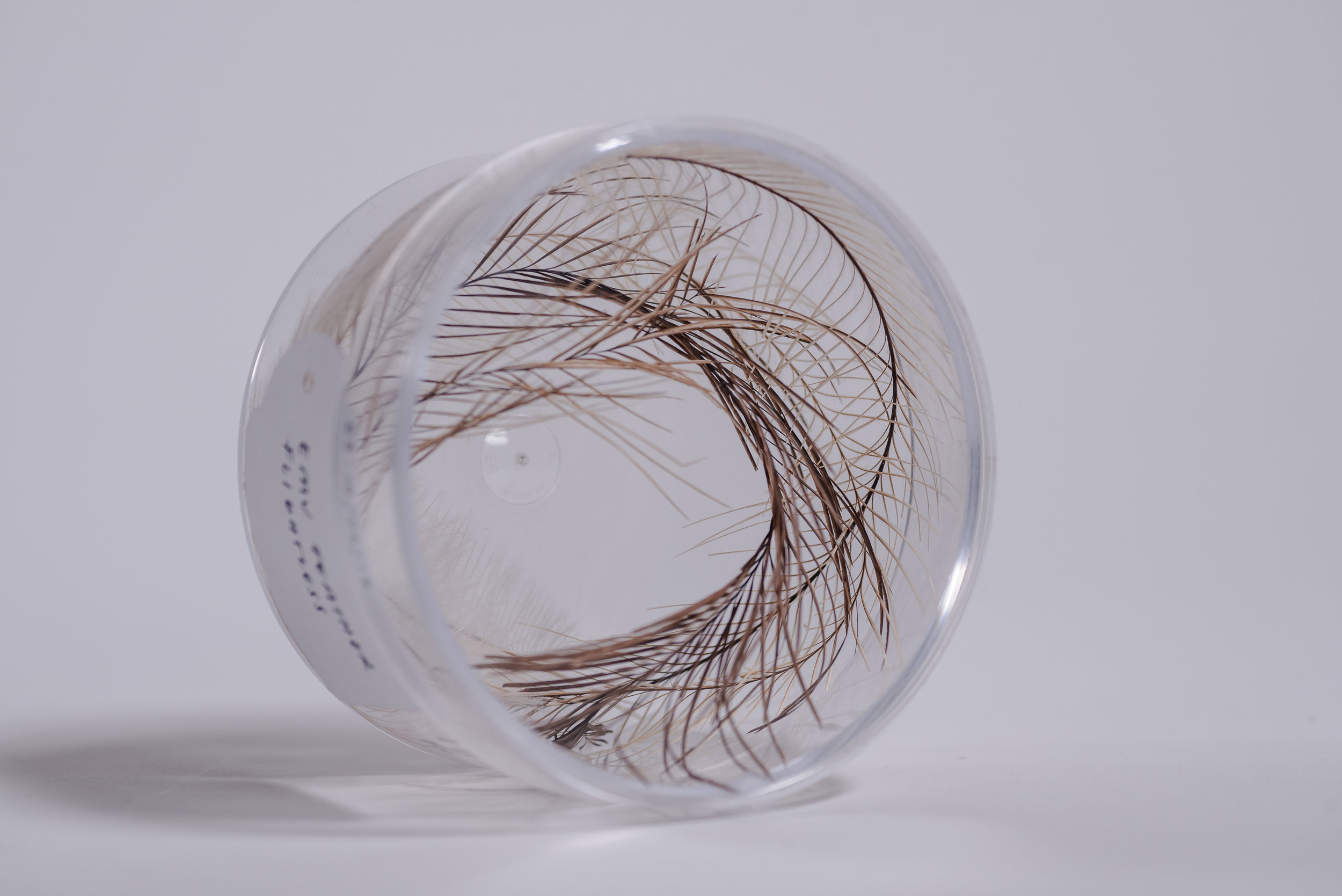 Emu Feathers