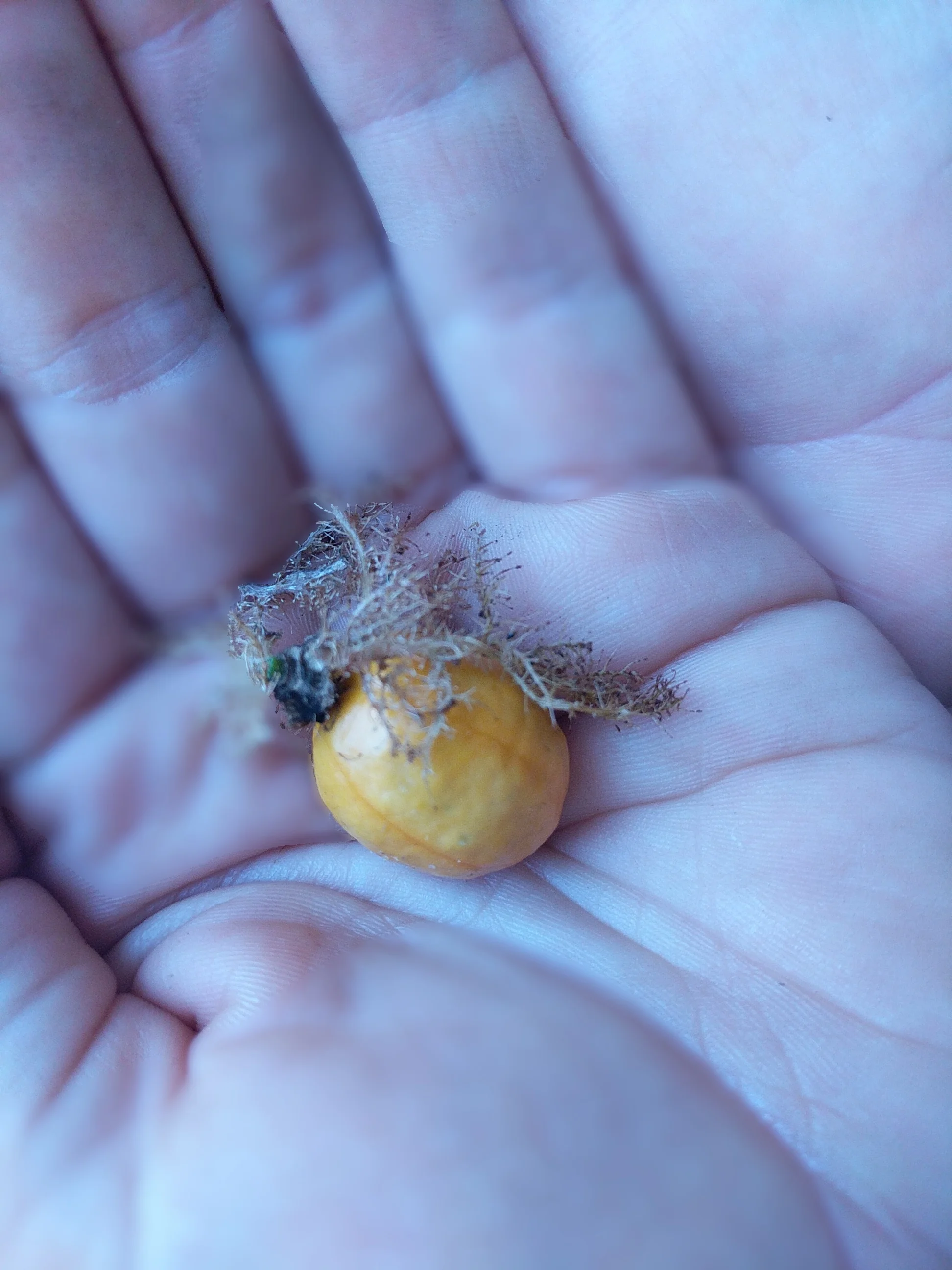 Bush Passionfruit