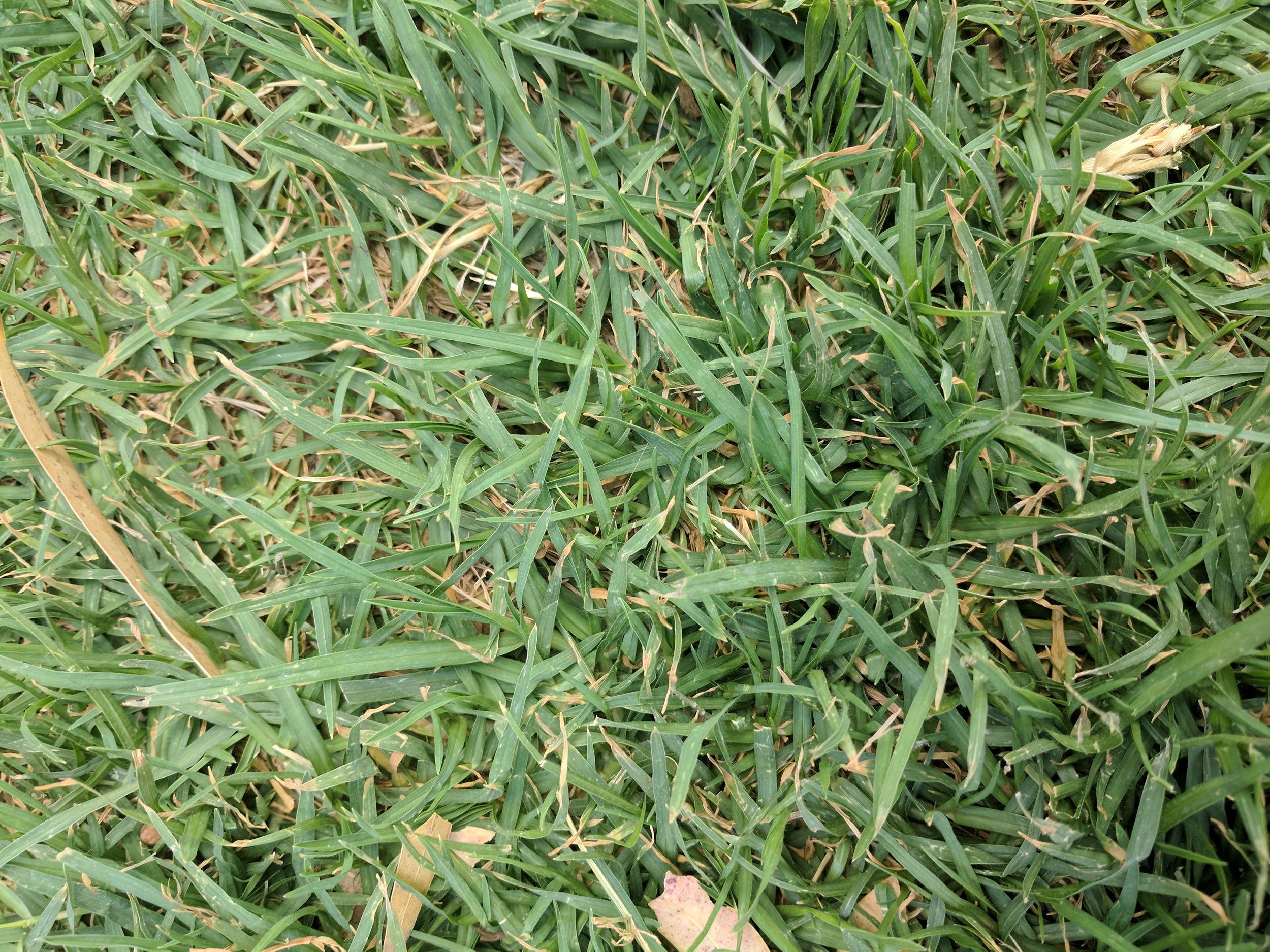 GRASS!