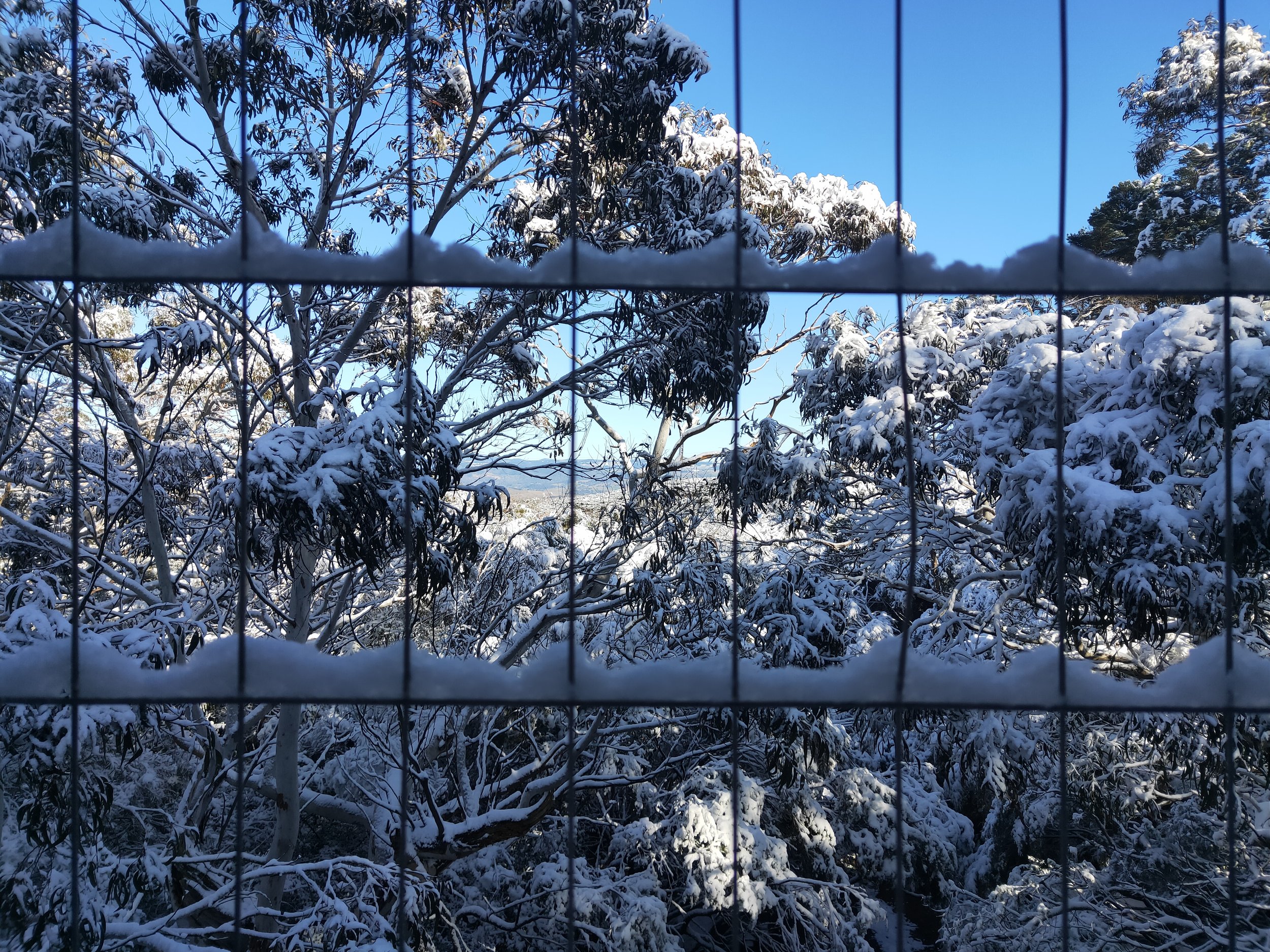 Snow day, looking west across the snow covered canopies