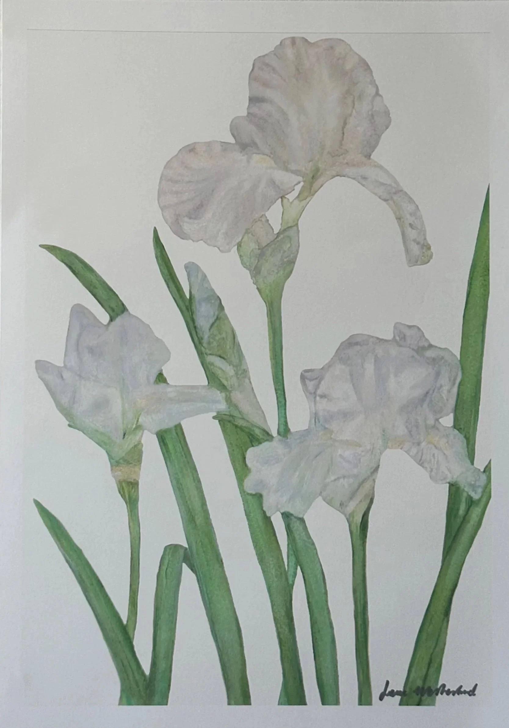 White%2Biris%2Bflower%2Bwhite%2Bprint.jpg