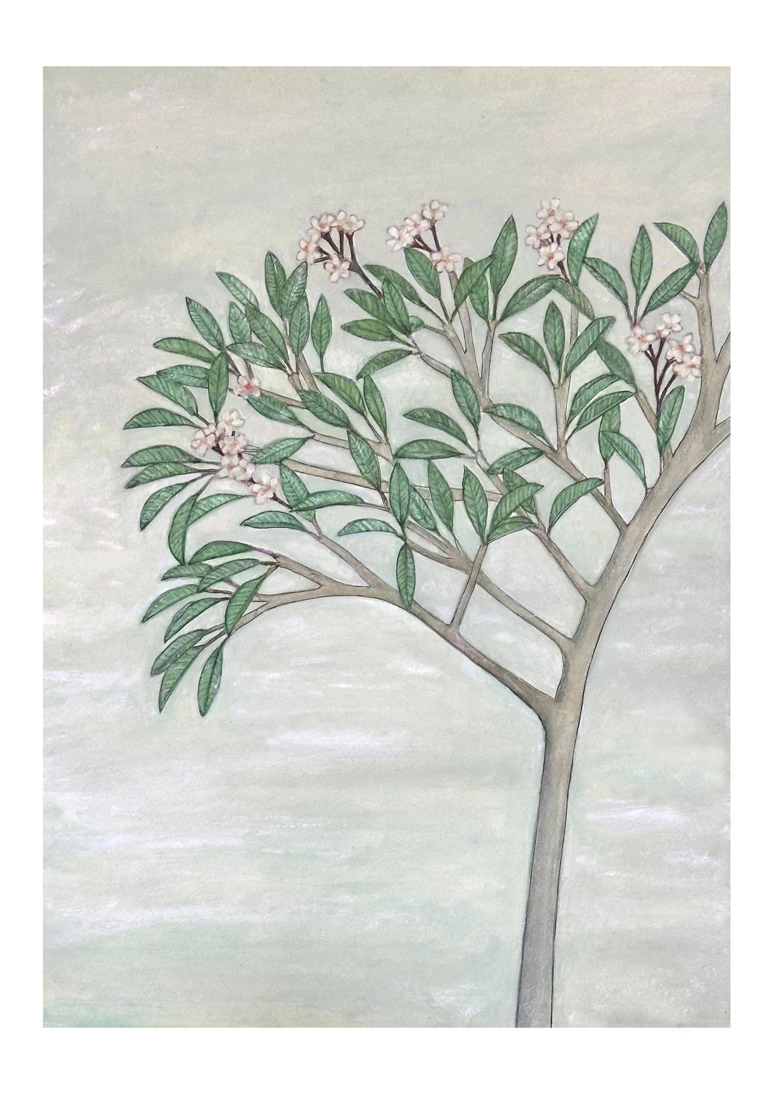 Frangipani tree.jpg