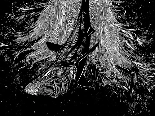 shark-500x375.jpg