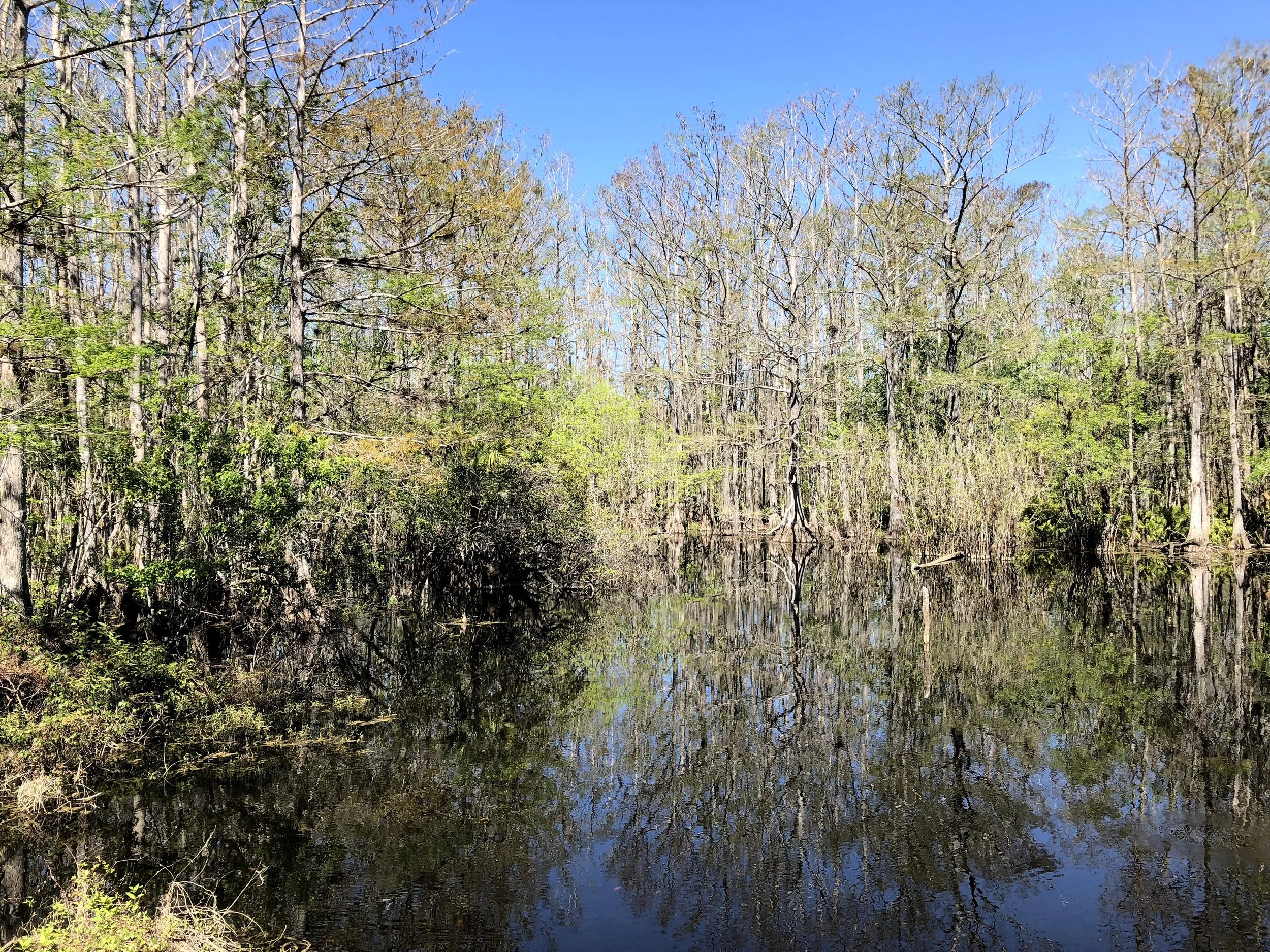 Calm water at the slough