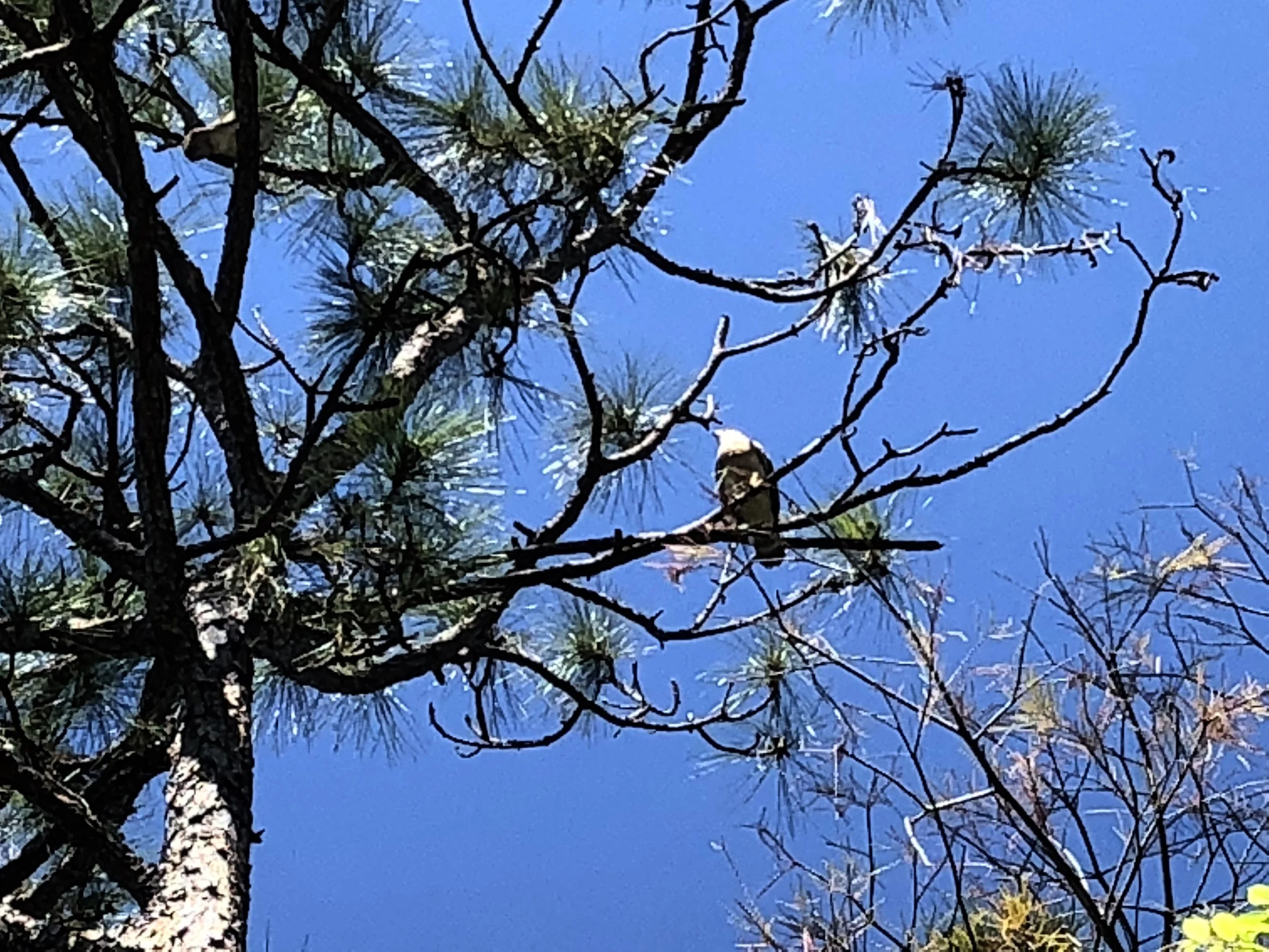 We heard this pair of hawks long before we saw them. One is center frame and the other is upper-left.
