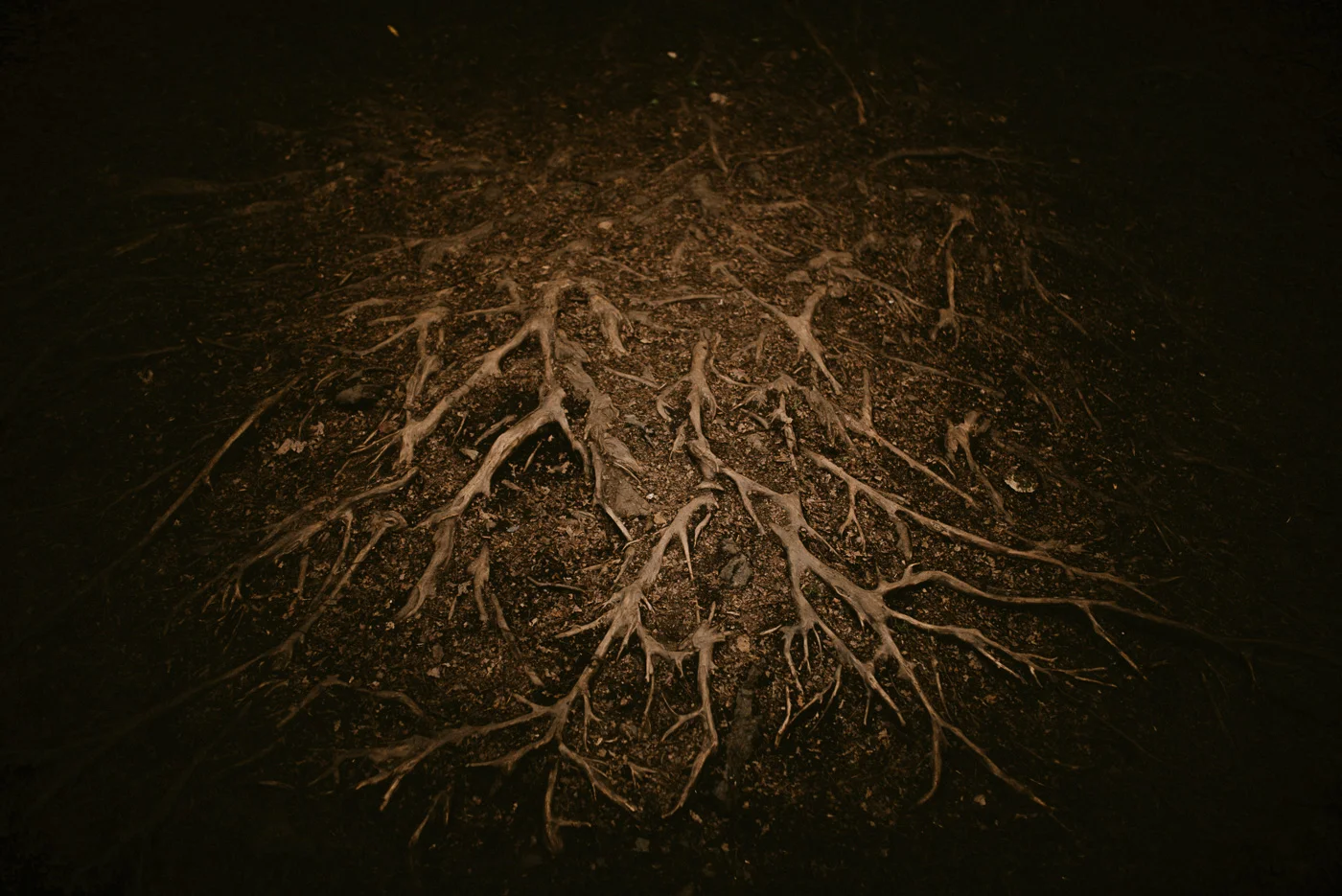 Amber noticed the roots of this tree and how closely they resembled the human heart.