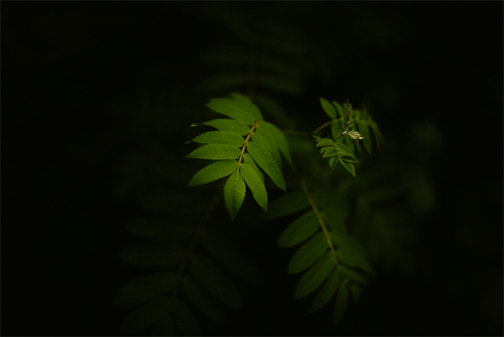 @layersphoto_alaska_leaf.gif