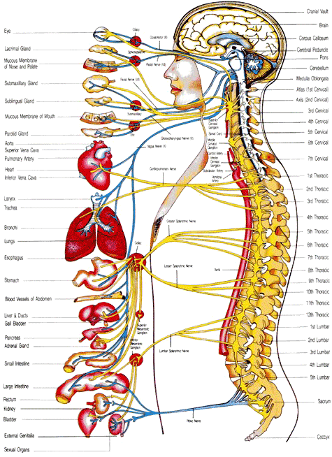 Fenton-Chiropractor-Meric-Chart.gif