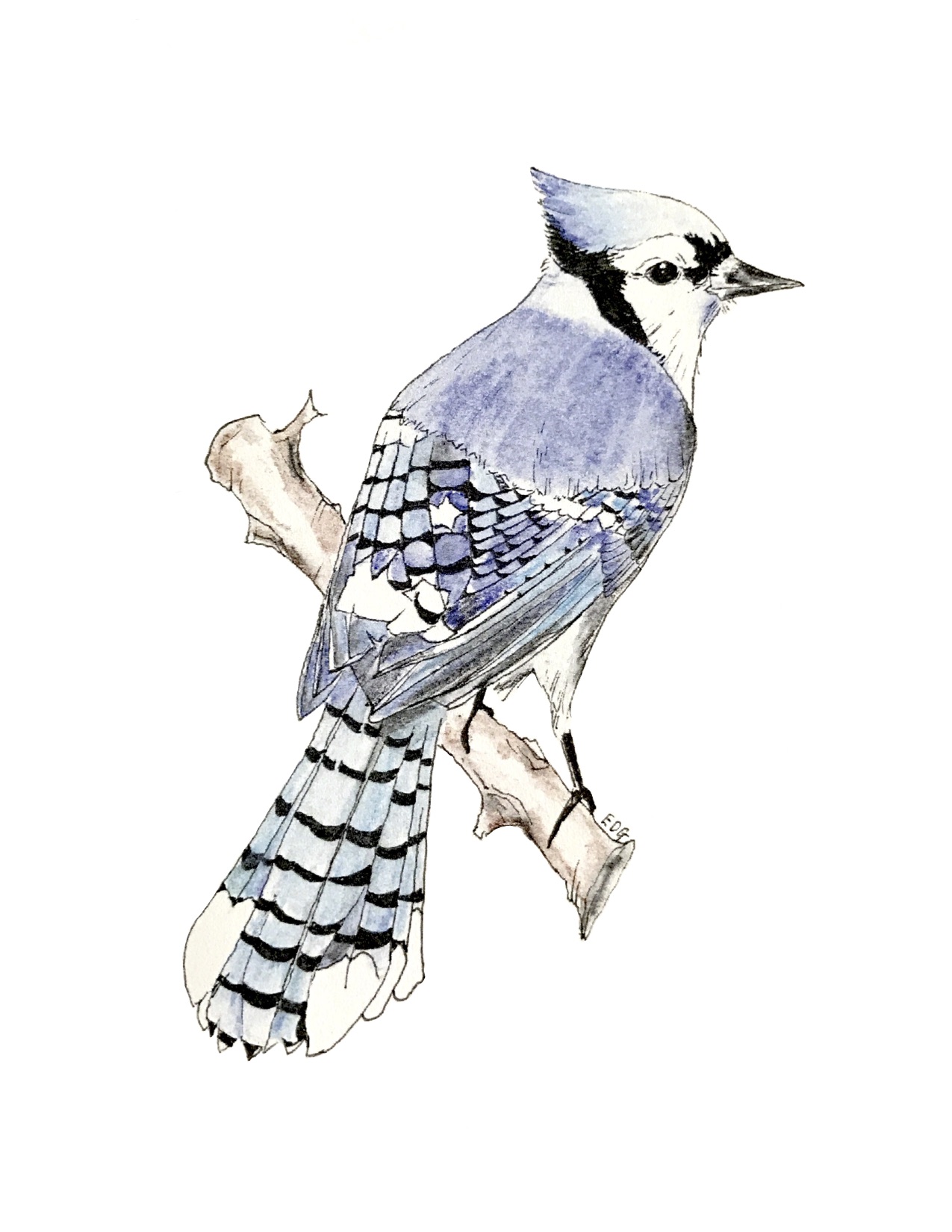 bluejay.jpg