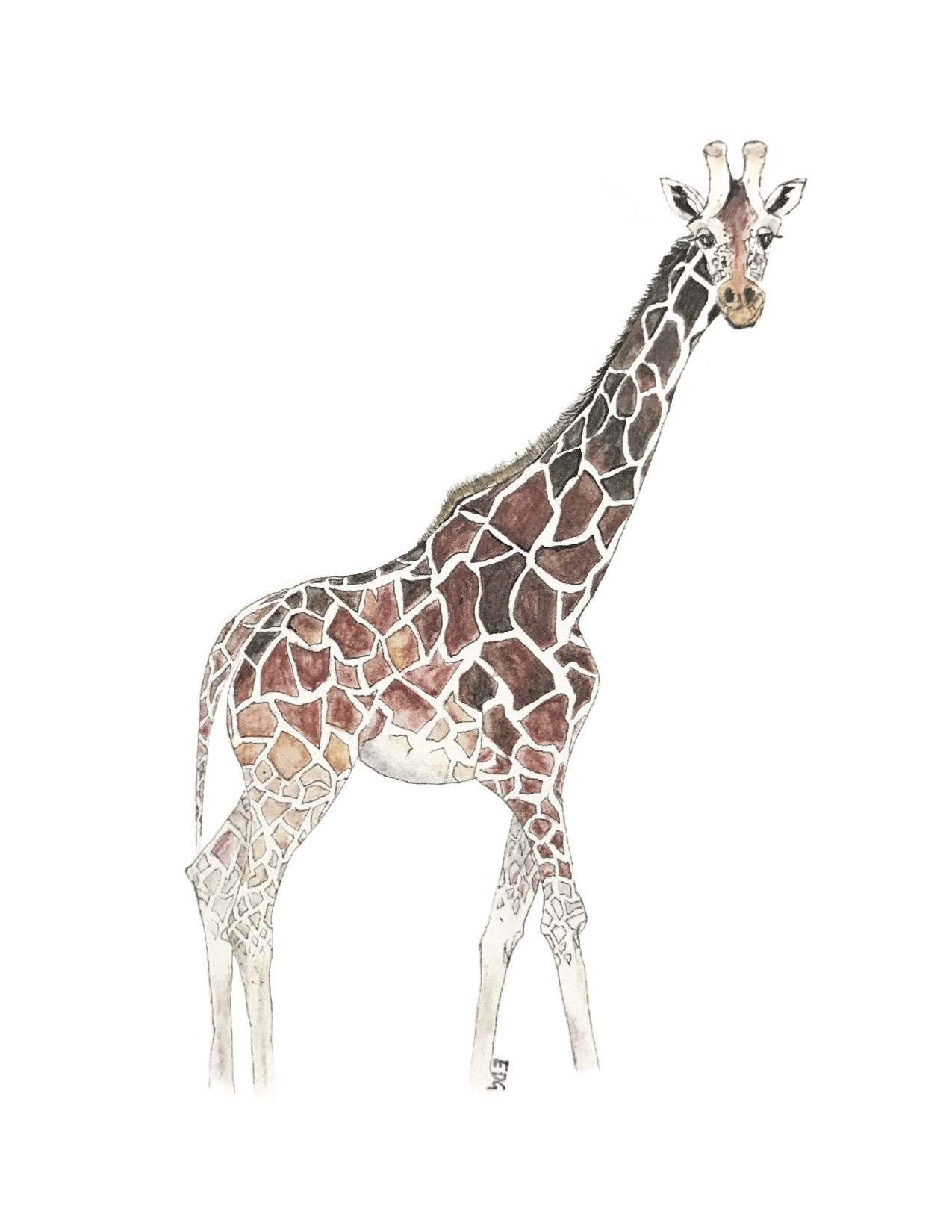 giraffe.jpg