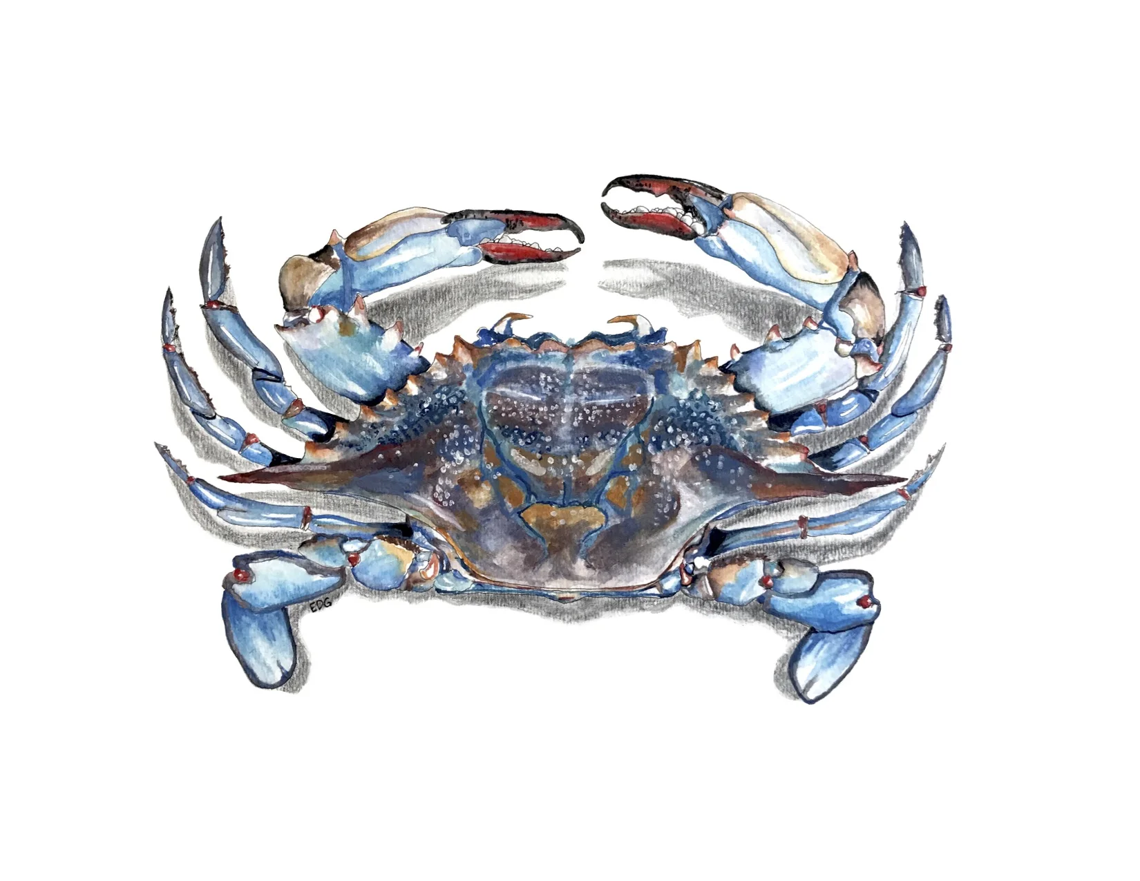 Blue Crab Print