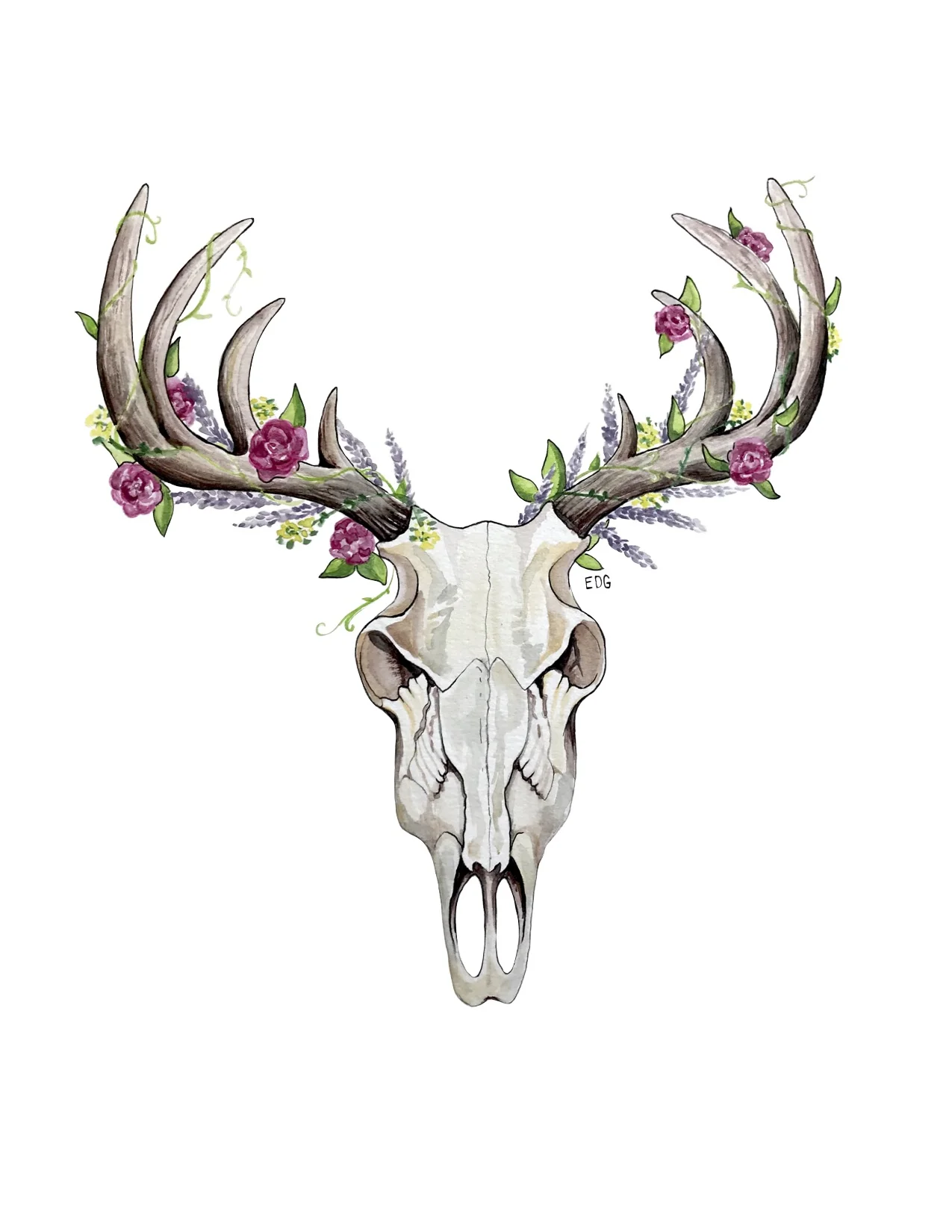 "Skull Series:" Deer Skull
