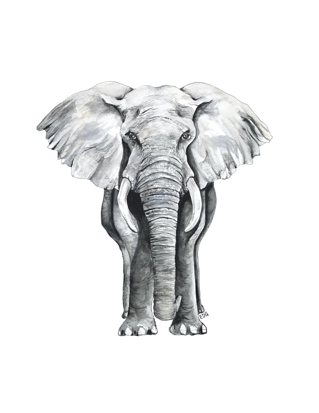 elephant.jpg