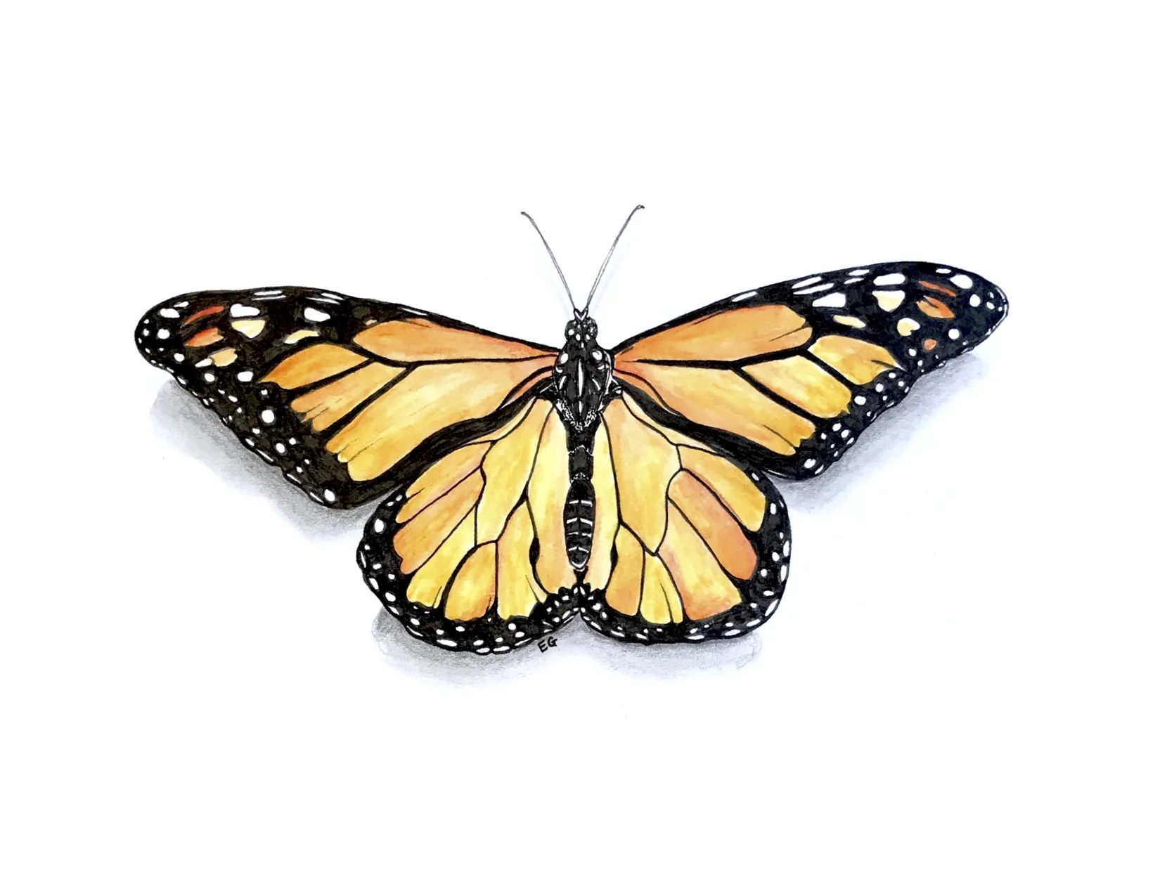 monarch.jpg