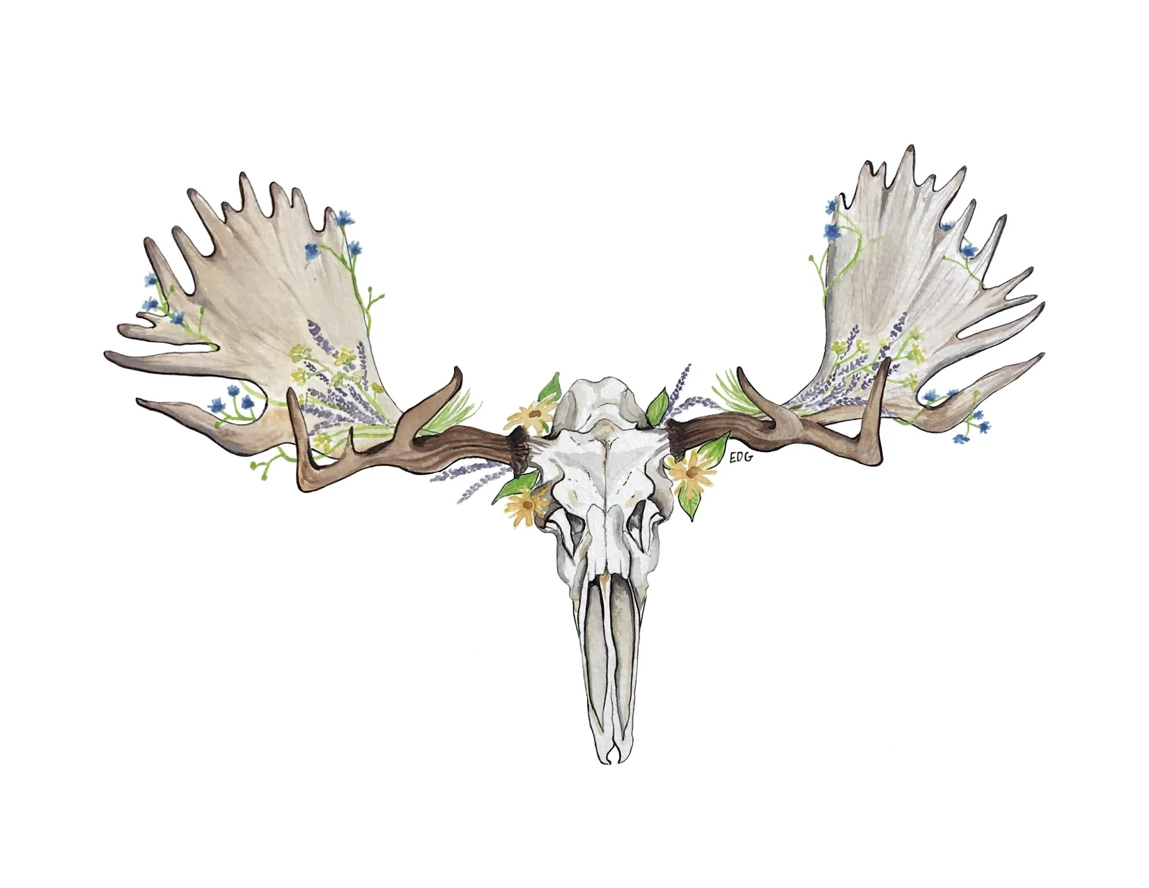 "Skull Series:" Moose Skull