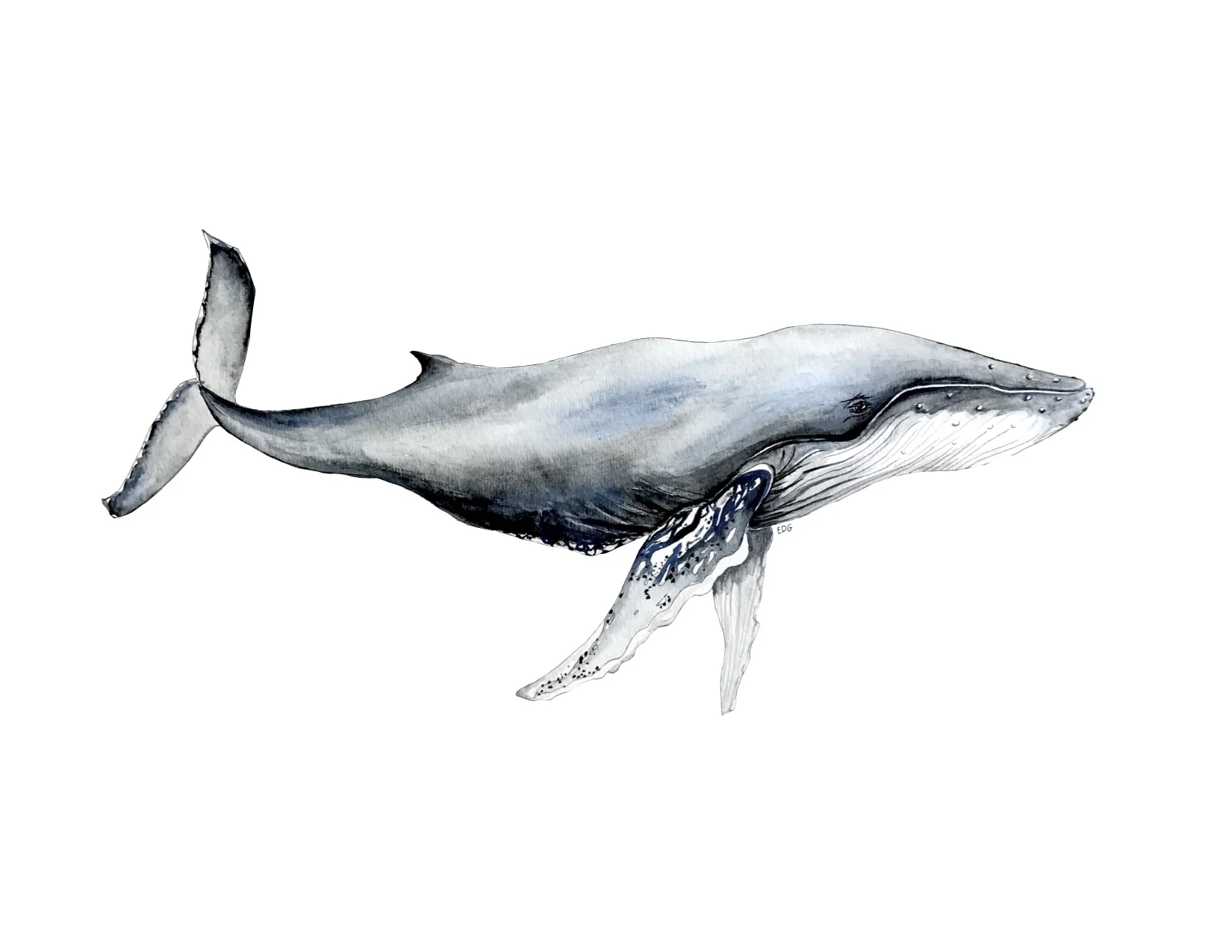 Humpback Whale Print