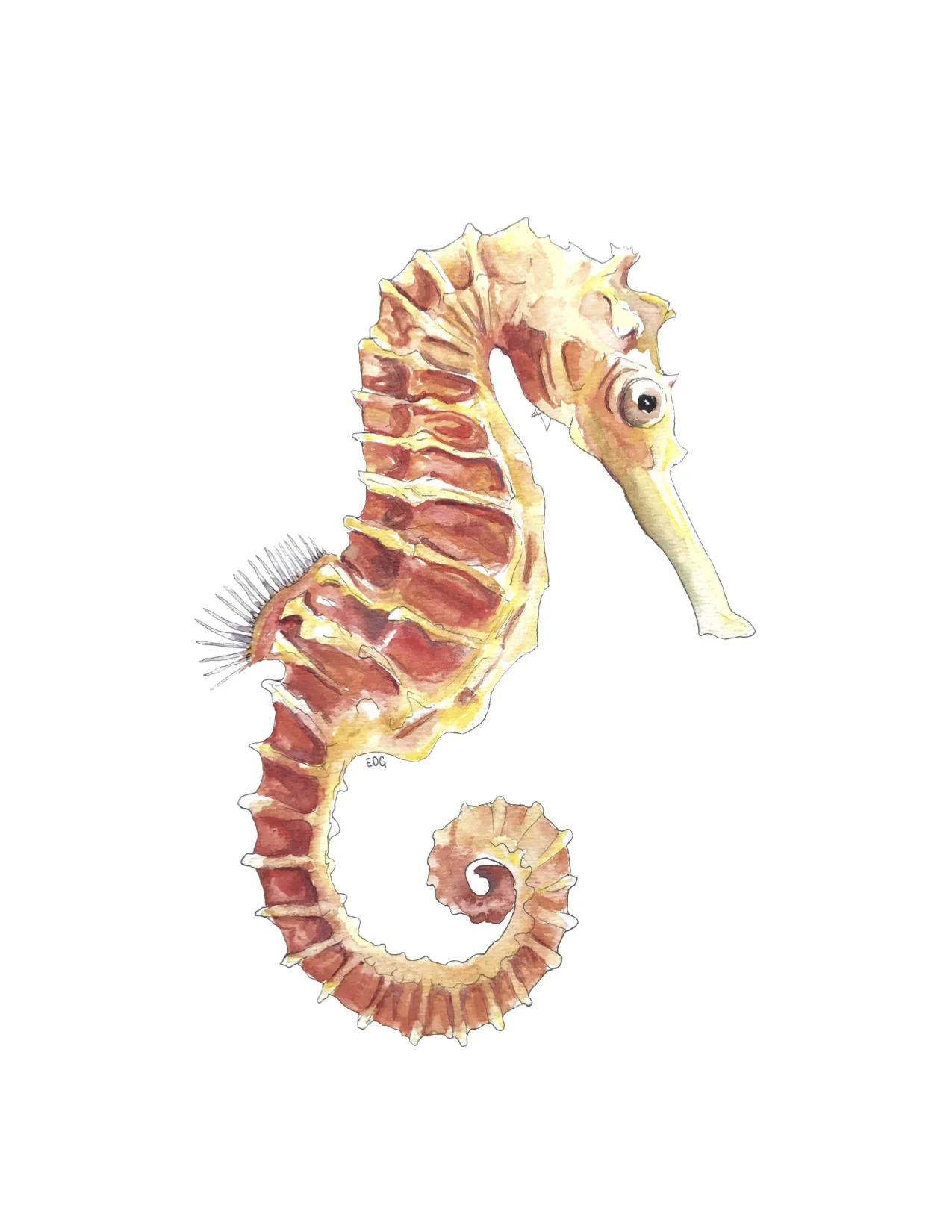 Seahorse Print