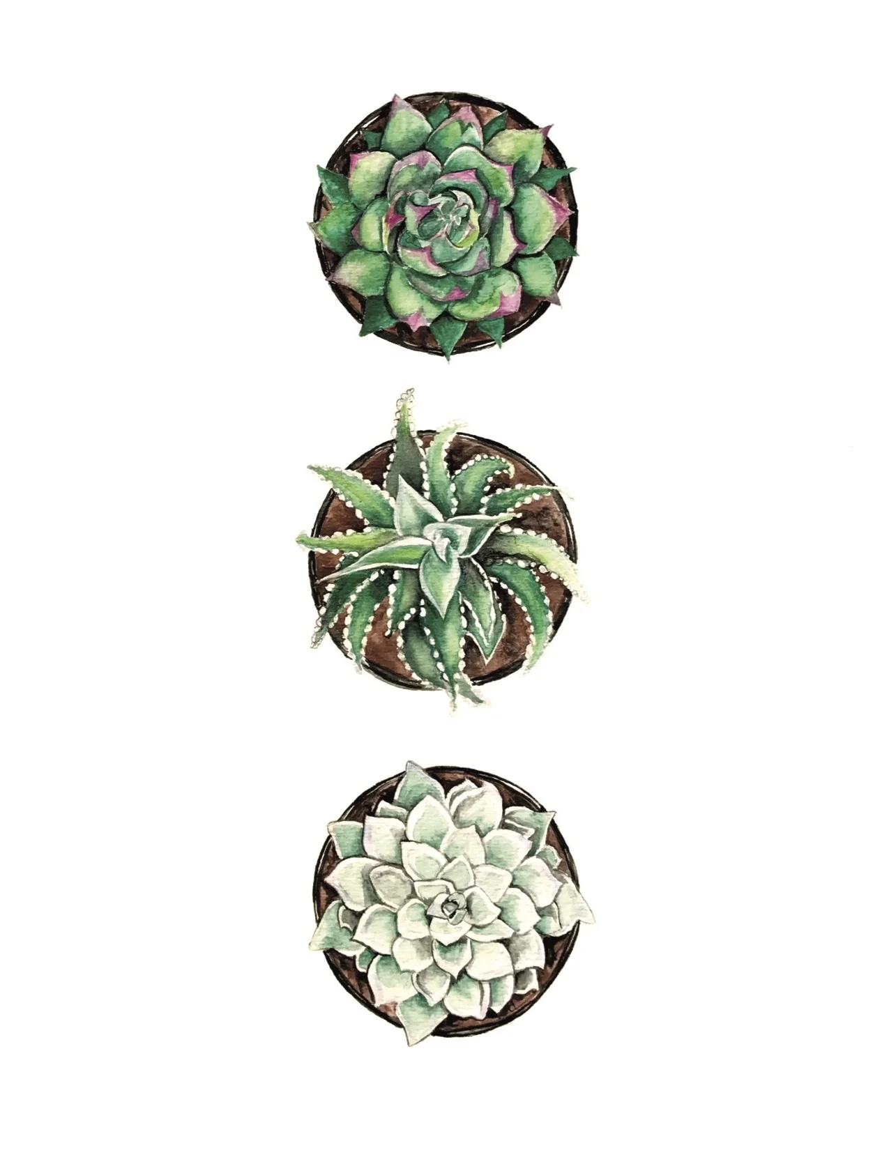 Succulent Print