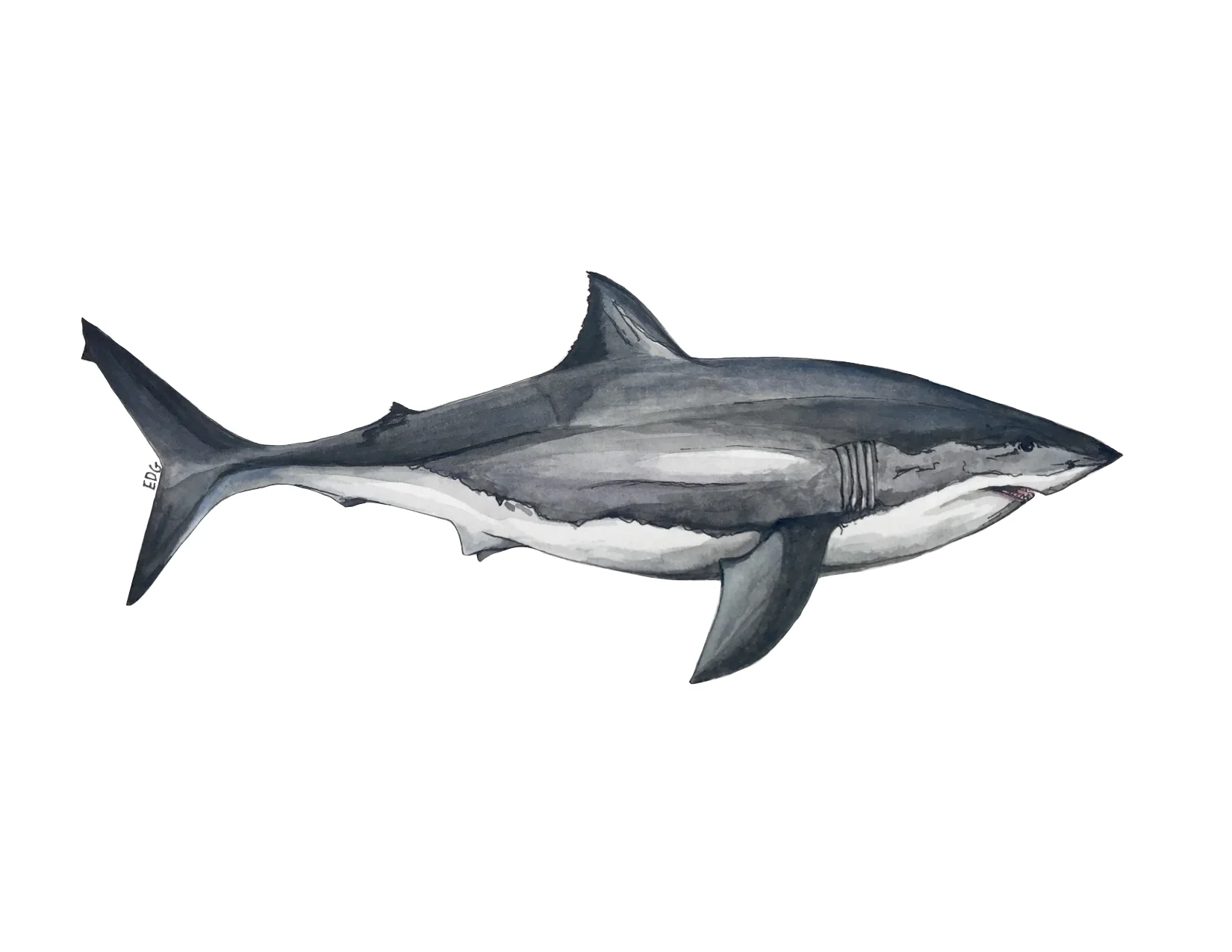 Great White