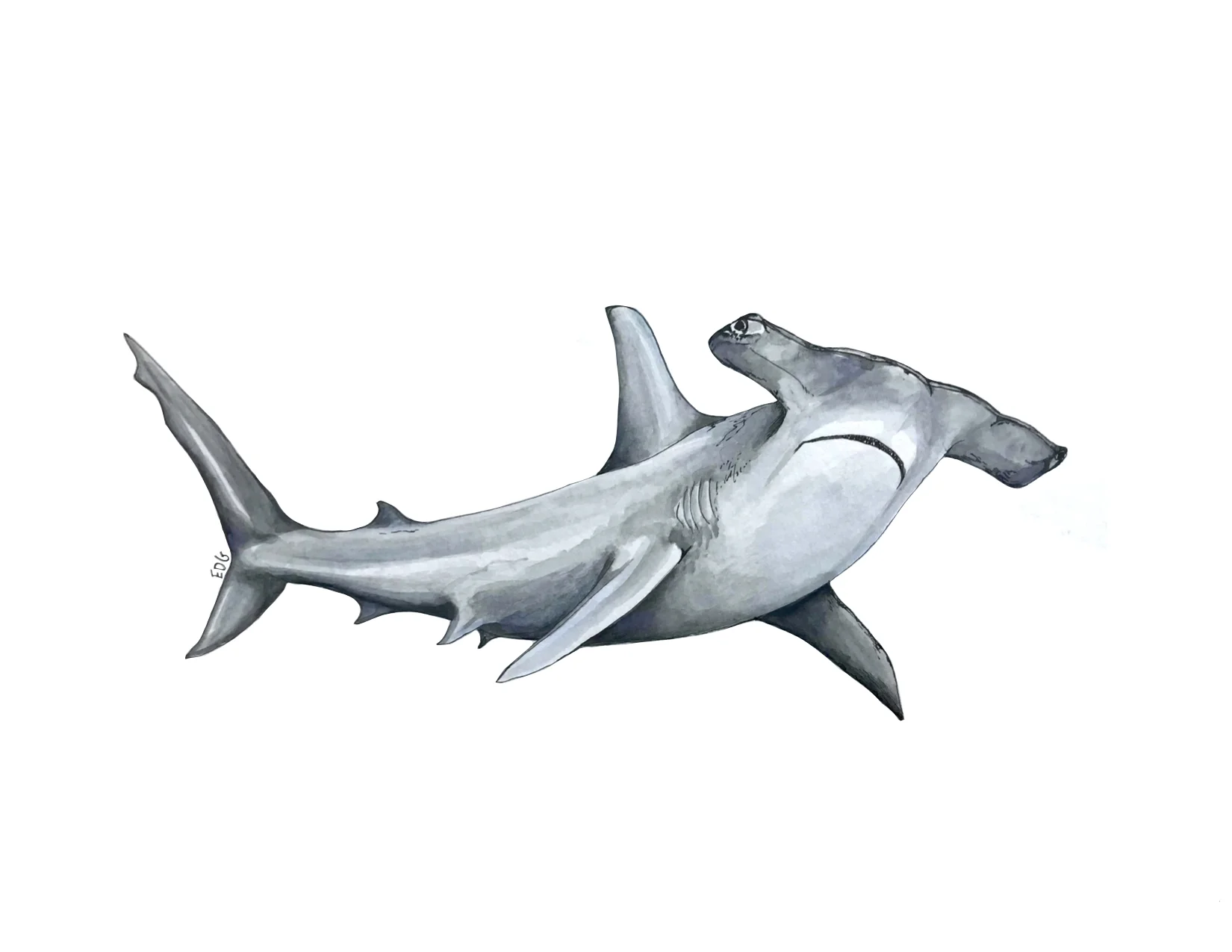 Hammerhead Shark