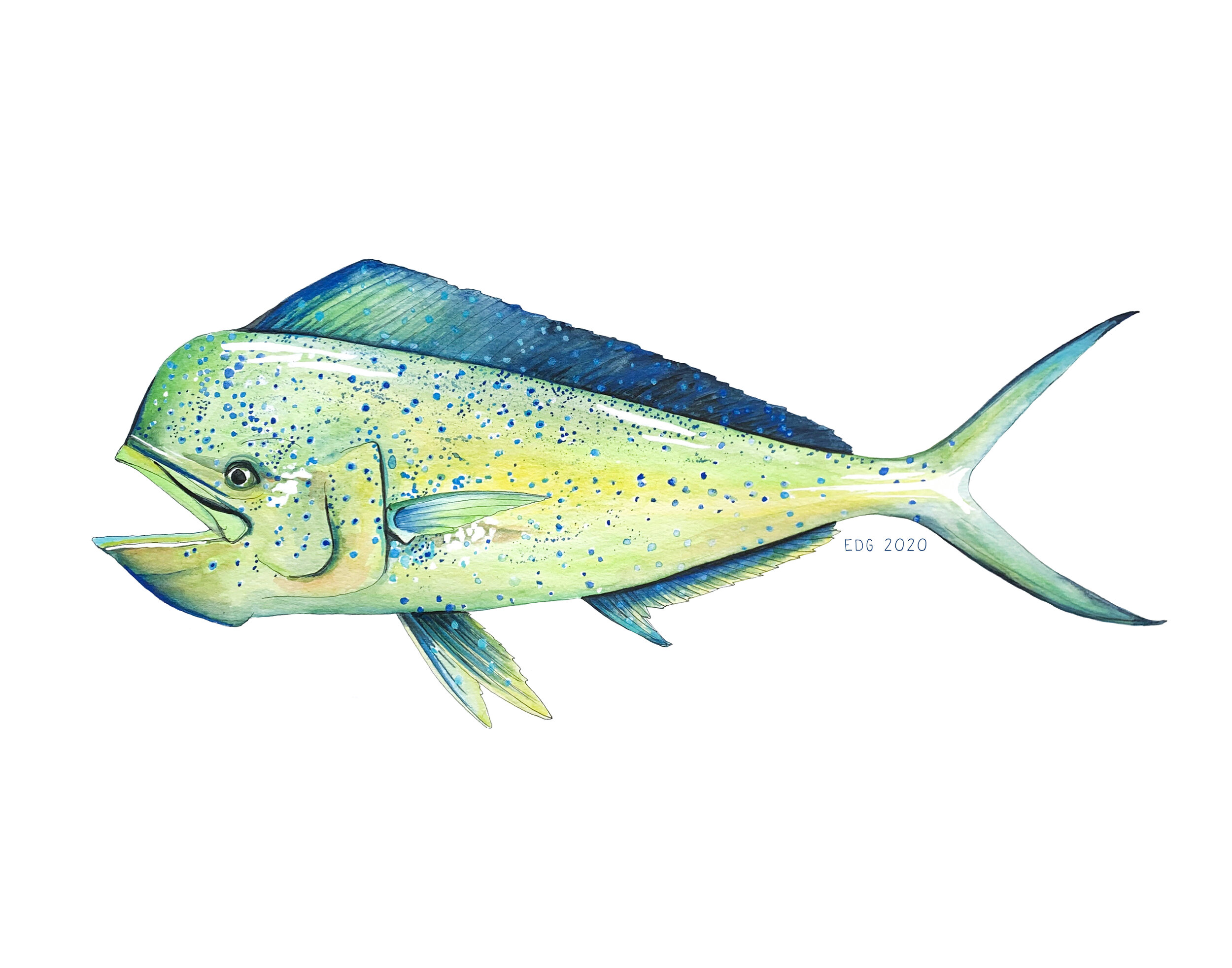 mahimahi_11x14.jpg