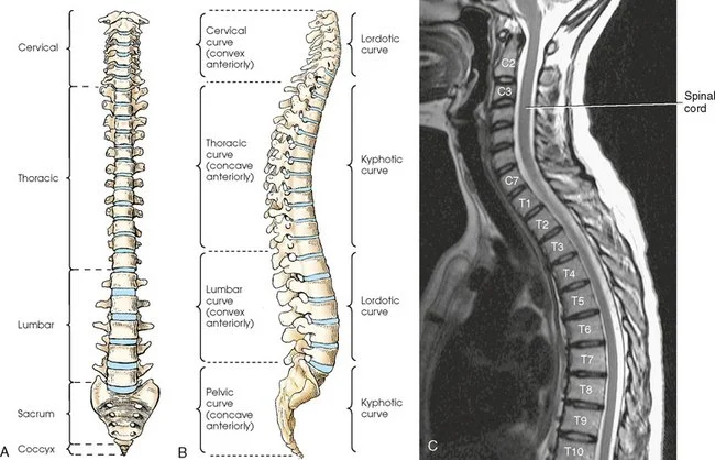 ANATOMY - PHYSIOLOGY 
