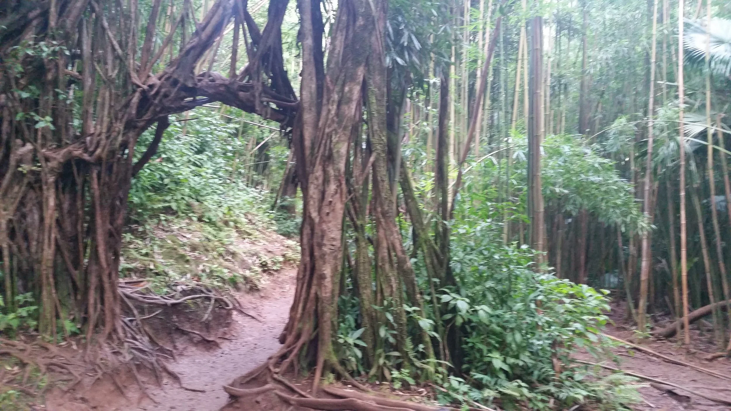 The Path